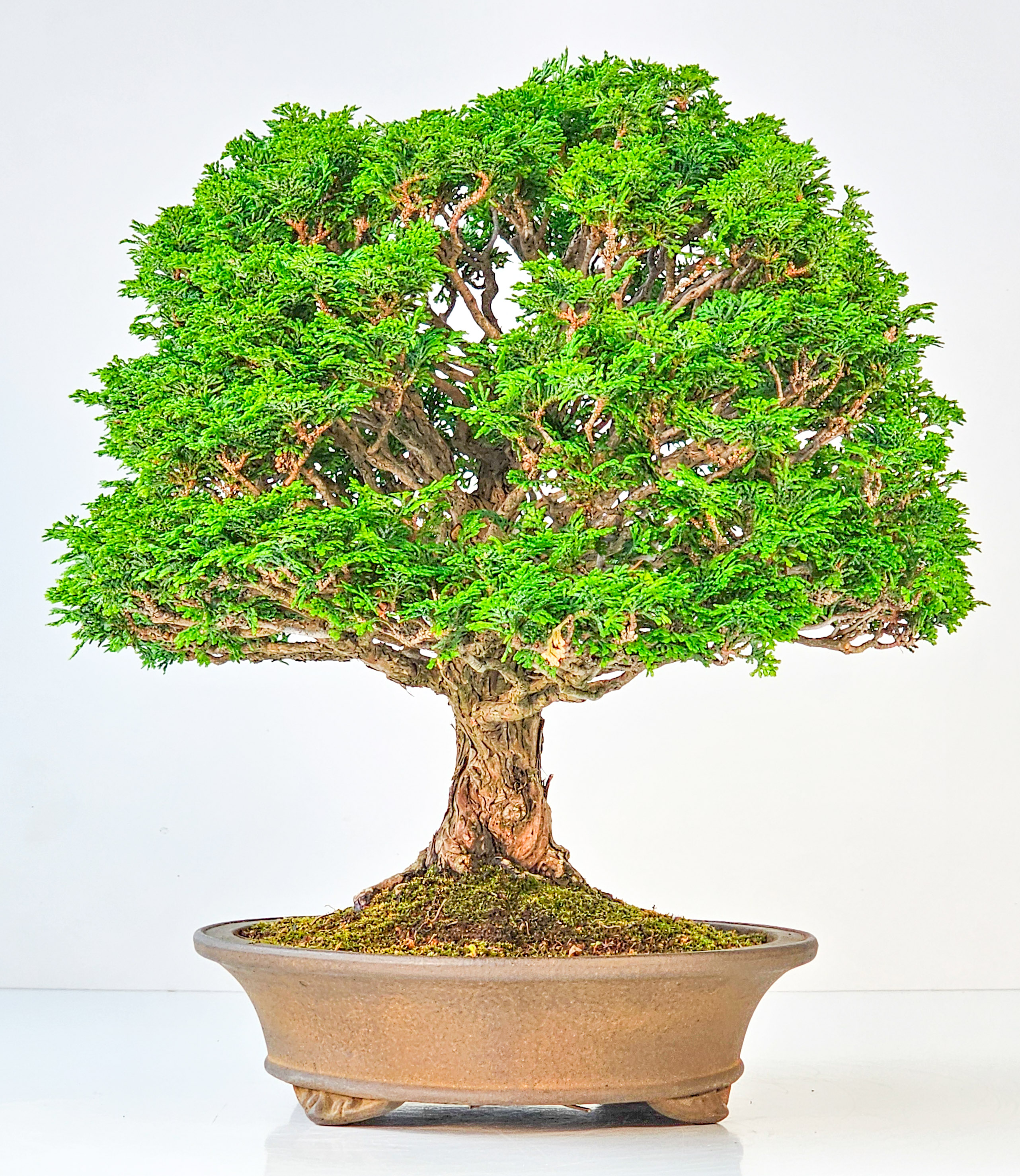 Bonsai Chamaecyparis obtusa 32,5 cm