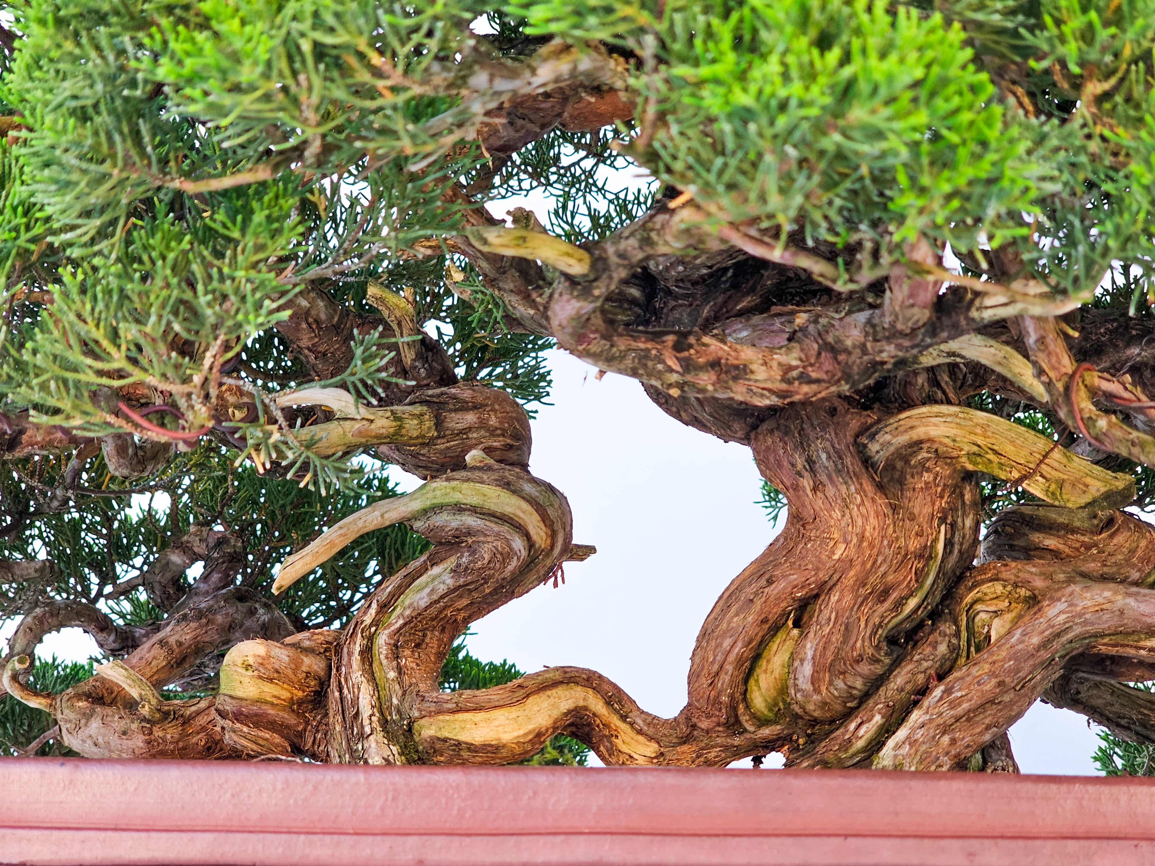 Bonsai Wacholder Juniperus chinensis shimpaku 39 cm Bonsai Wacholder Juniperus chinensis shimpaku 39 cm