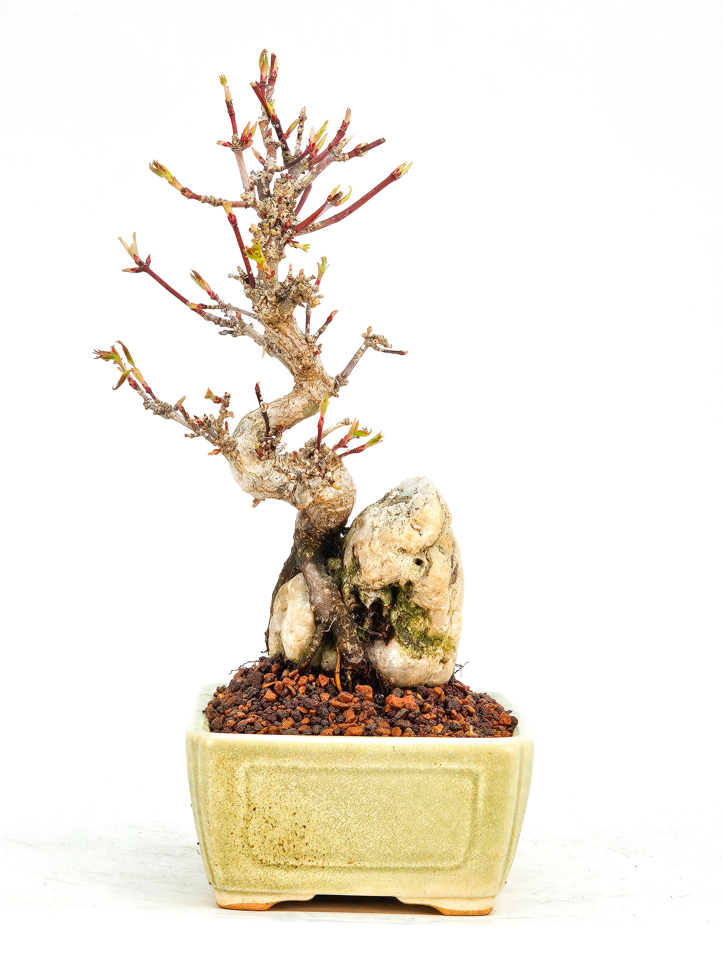 Bonsai Fächerahorn Acer Palmatum Shohin 17cm