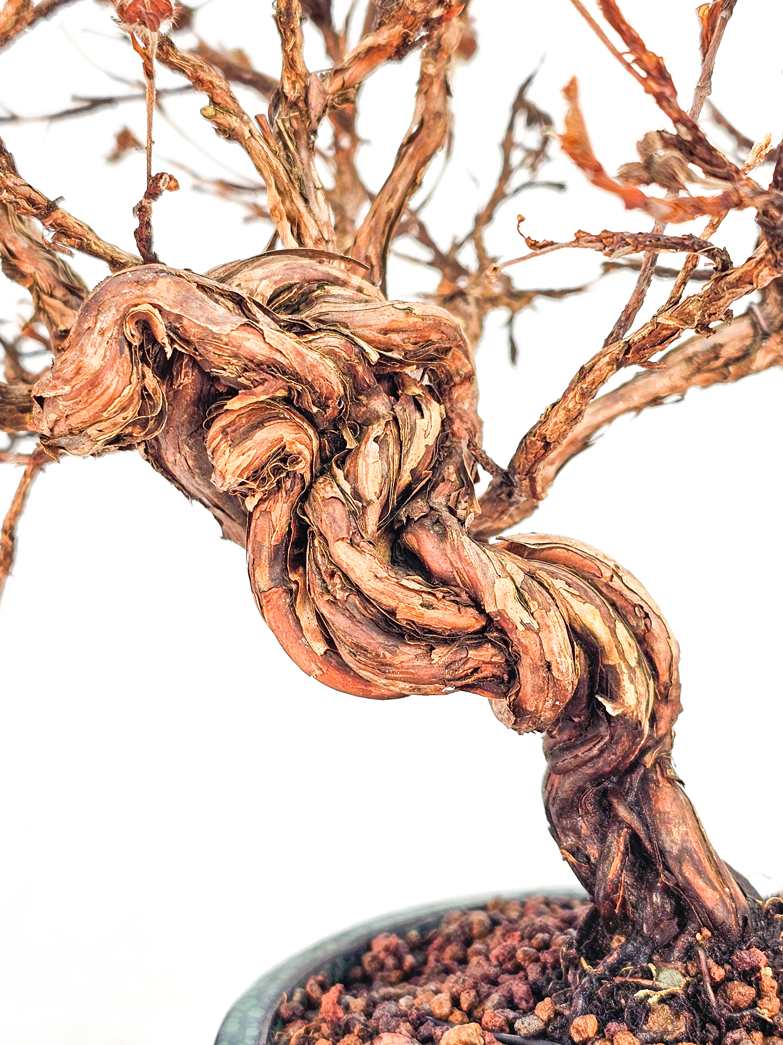 Bonsai Potentilla fruticosa - Fingerstrauch Shohin 19cm