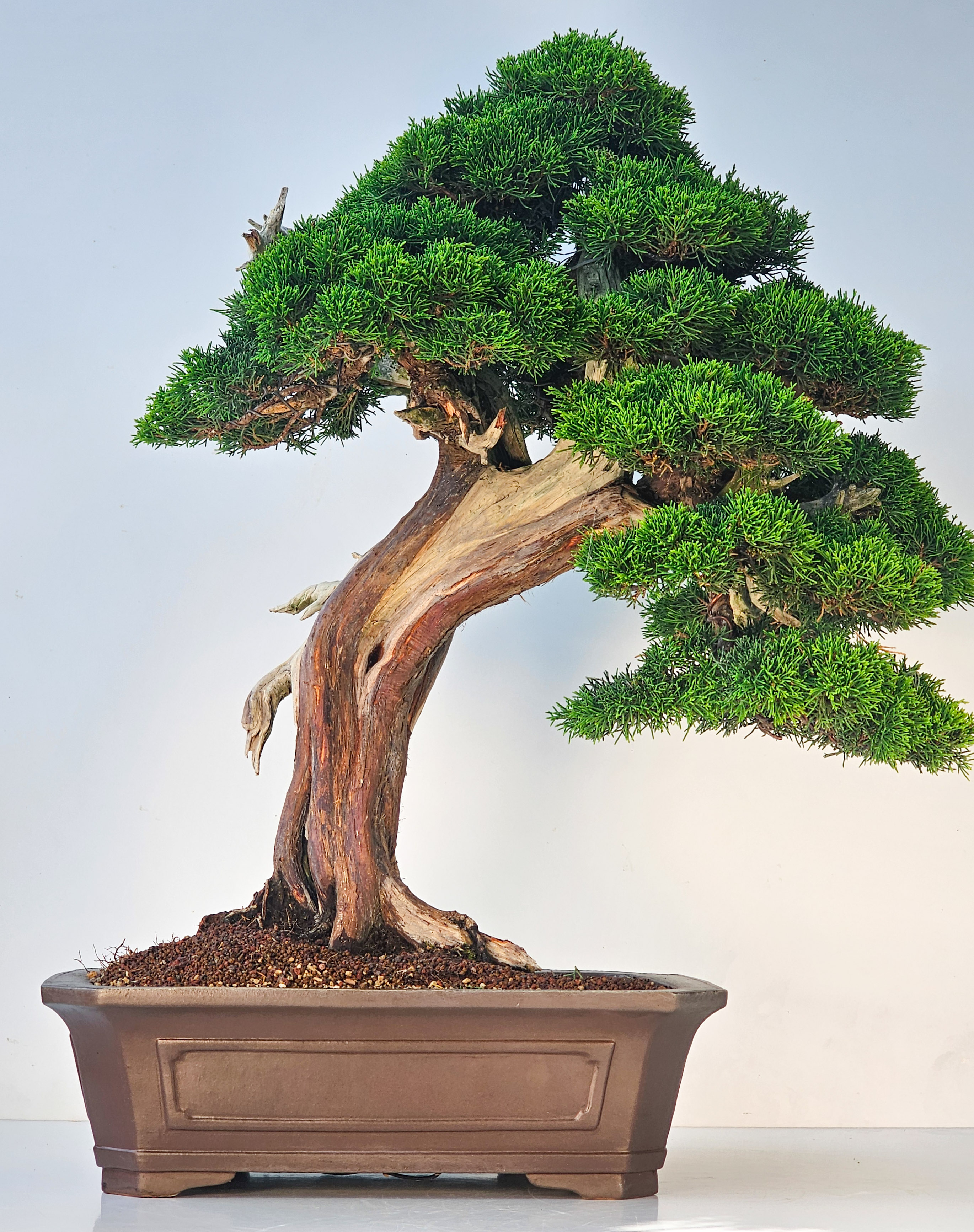 Bonsai Wacholder Juniperus chinensis shimpaku 66 cm Video!!