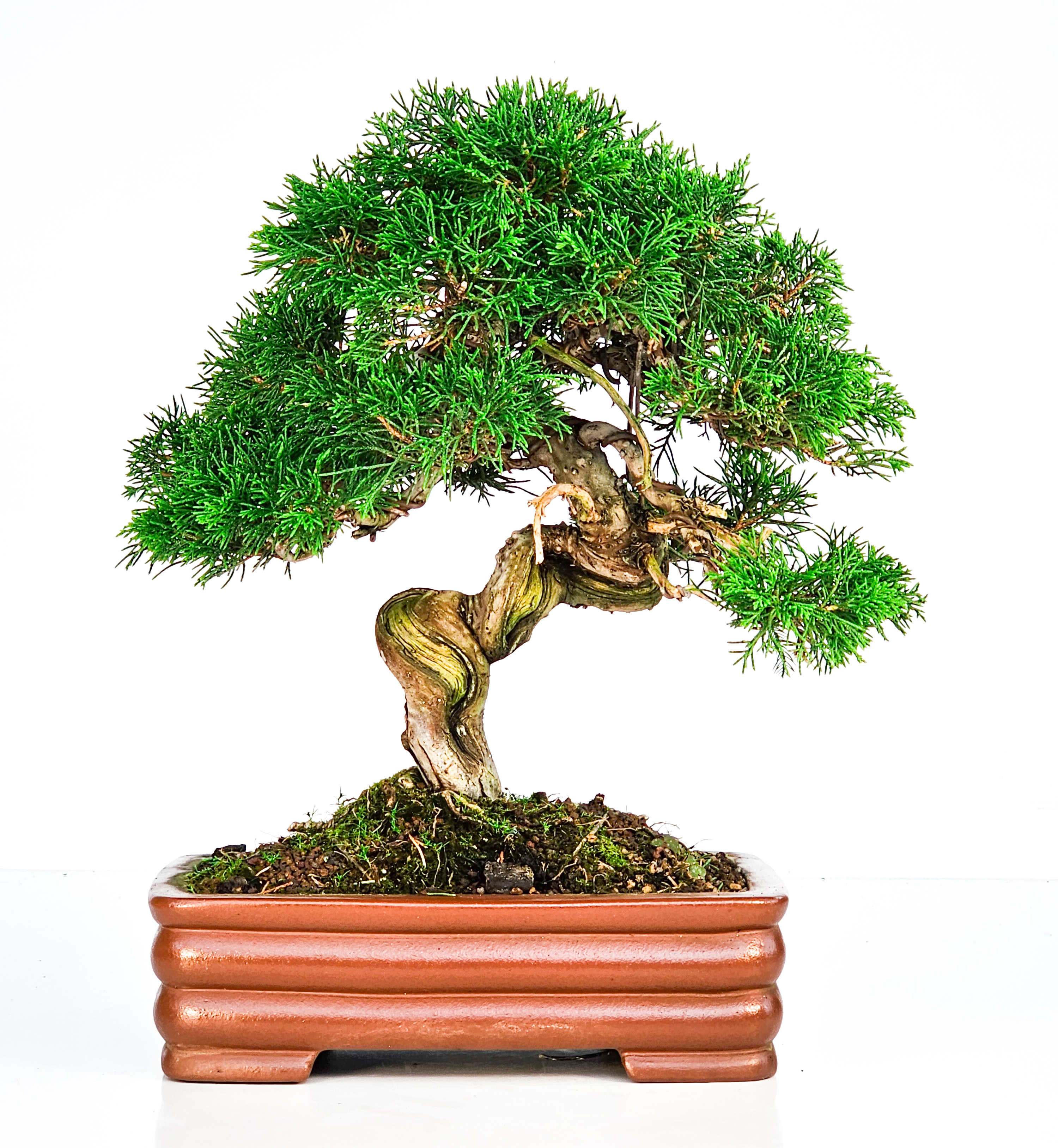 Bonsai Wacholder Juniperus Itoigawa 32cm