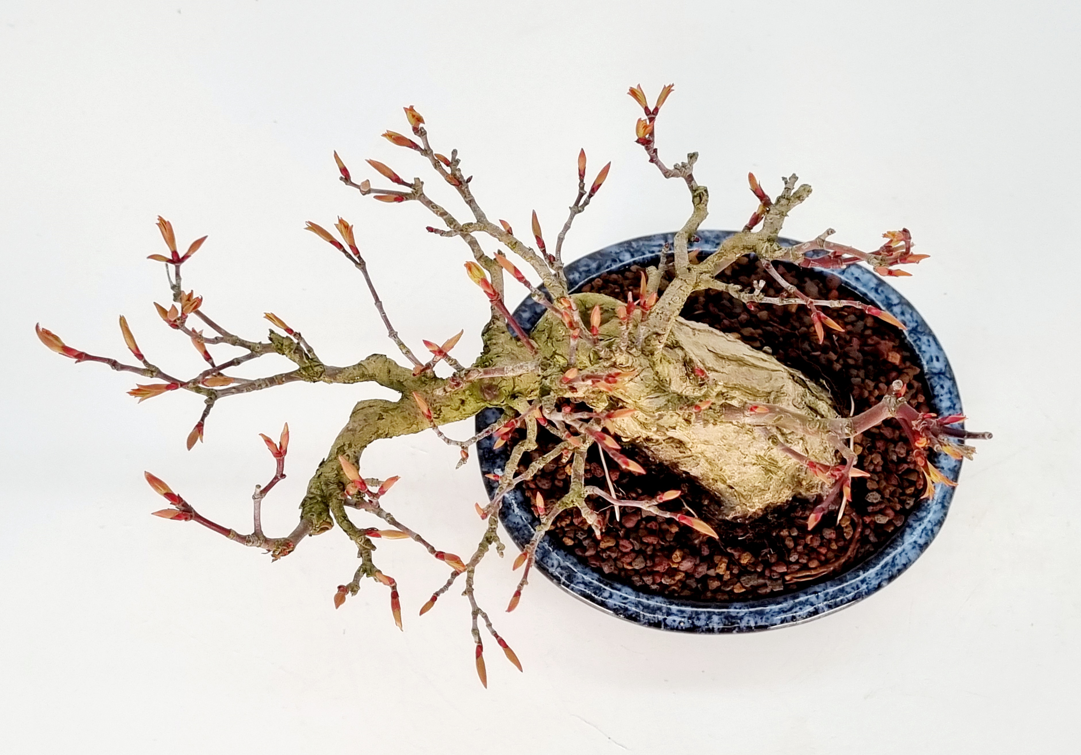 Bonsai Fächerahorn Acer Palmatum Yamamomiji 9 cm  