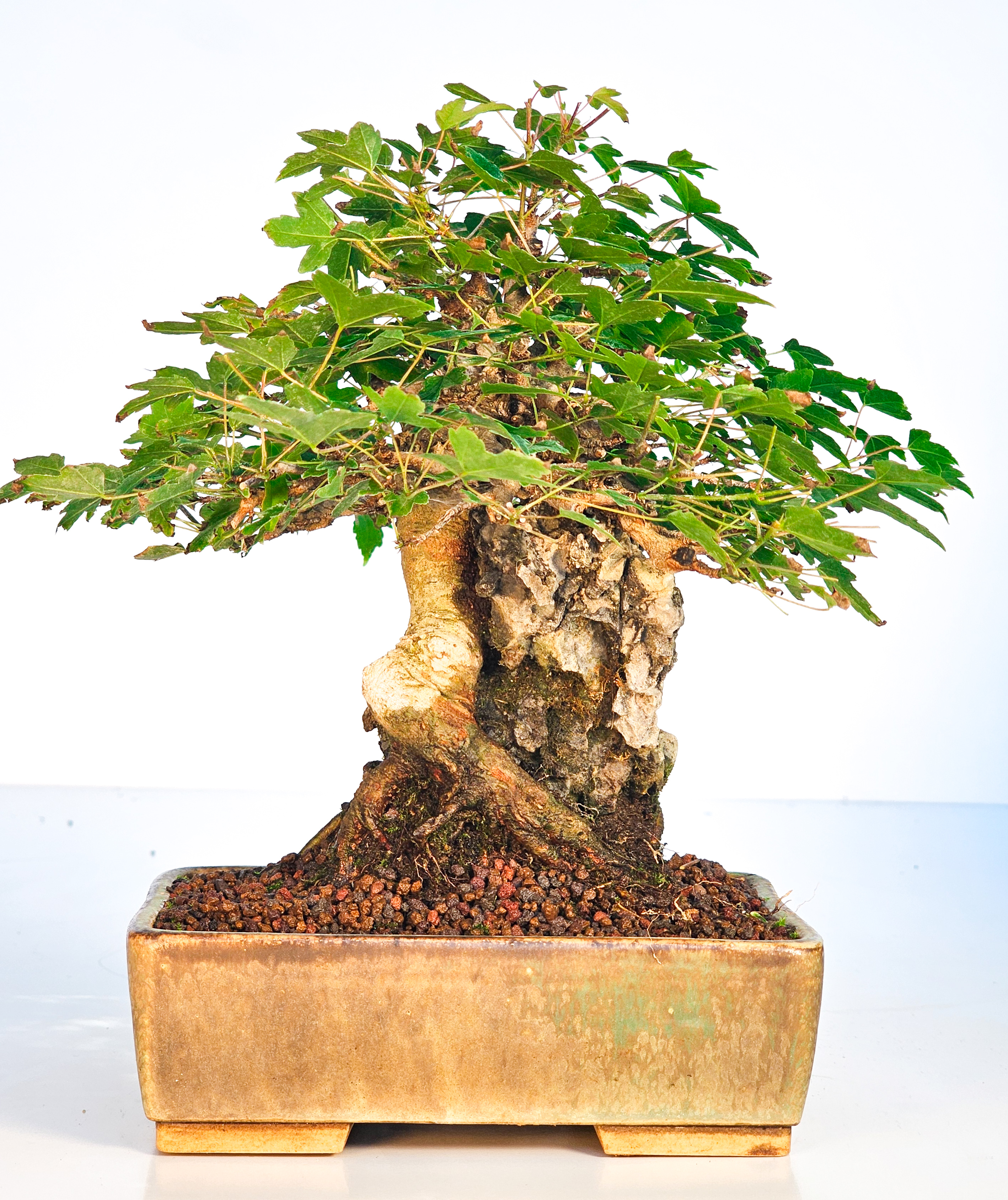 Bonsai Dreispitzahorn  - Acer buergerianum Shohin 16cm   