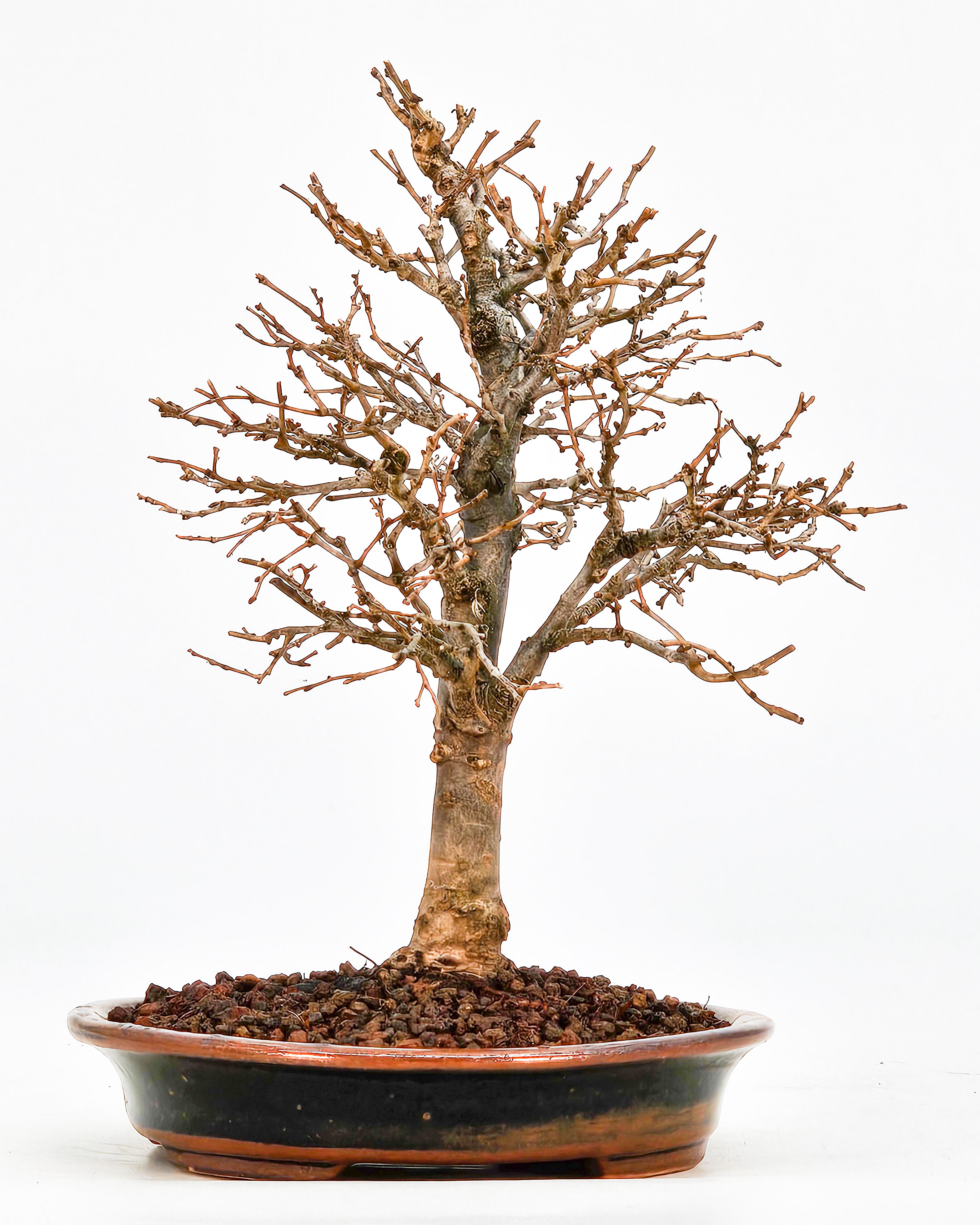 Bonsai Zelkova serrata Shohin 15cm