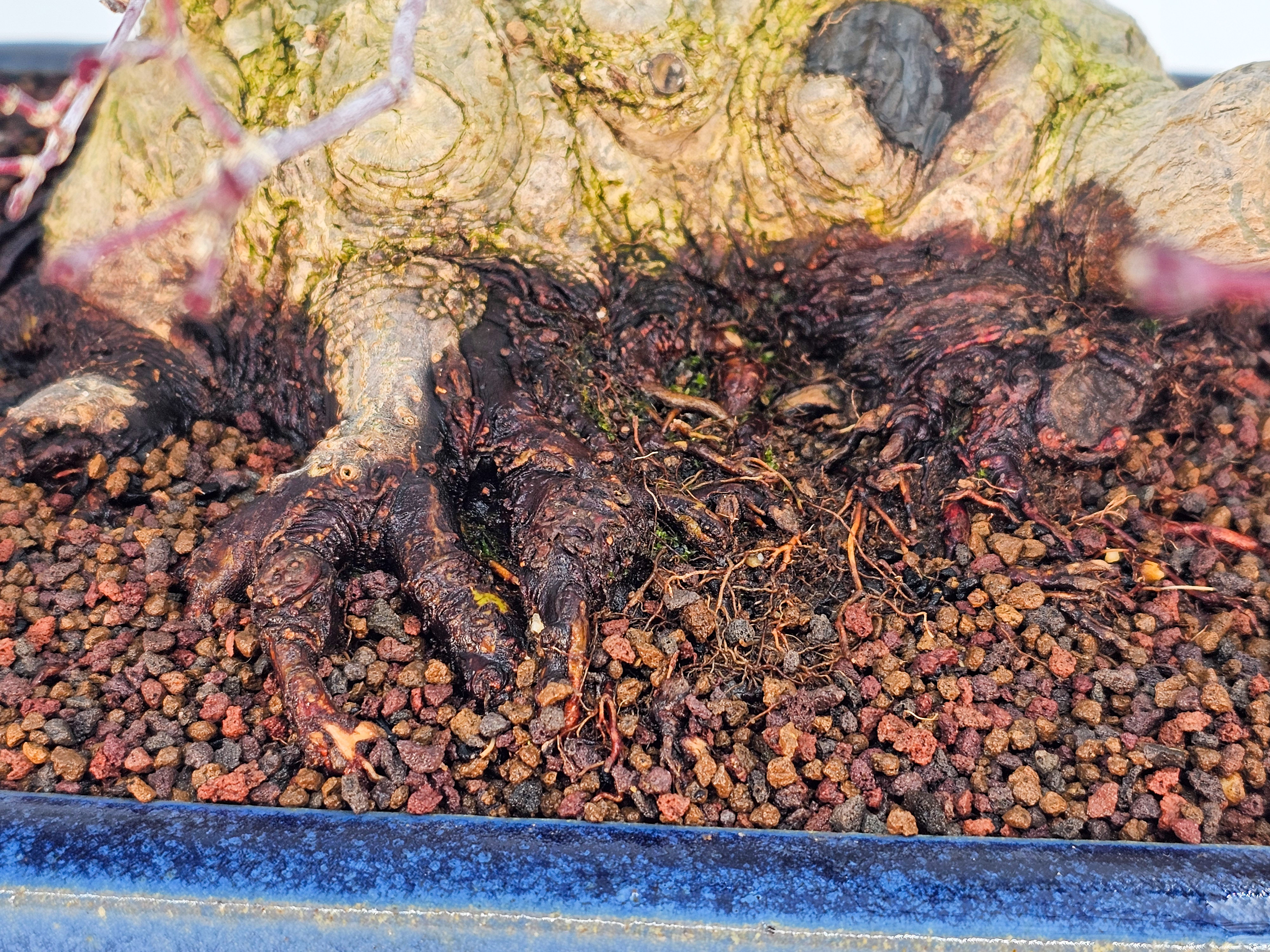 Bonsai Premium Fächerahorn - Acer palmatum Deshojo Shohin 21cm   