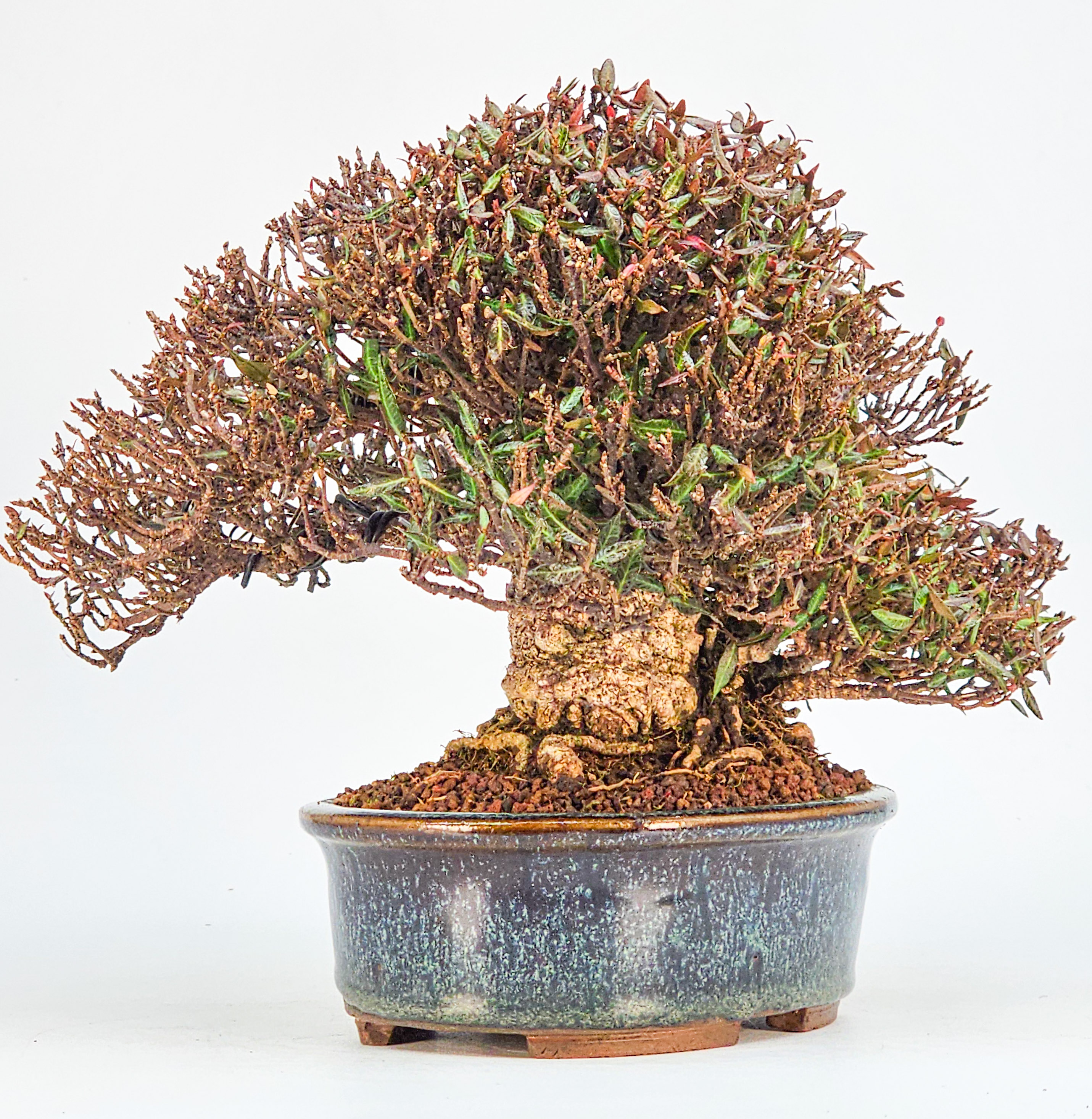 Bonsai Sternjasmin - Trachelospermum asiaticum Shohin 16cm 
