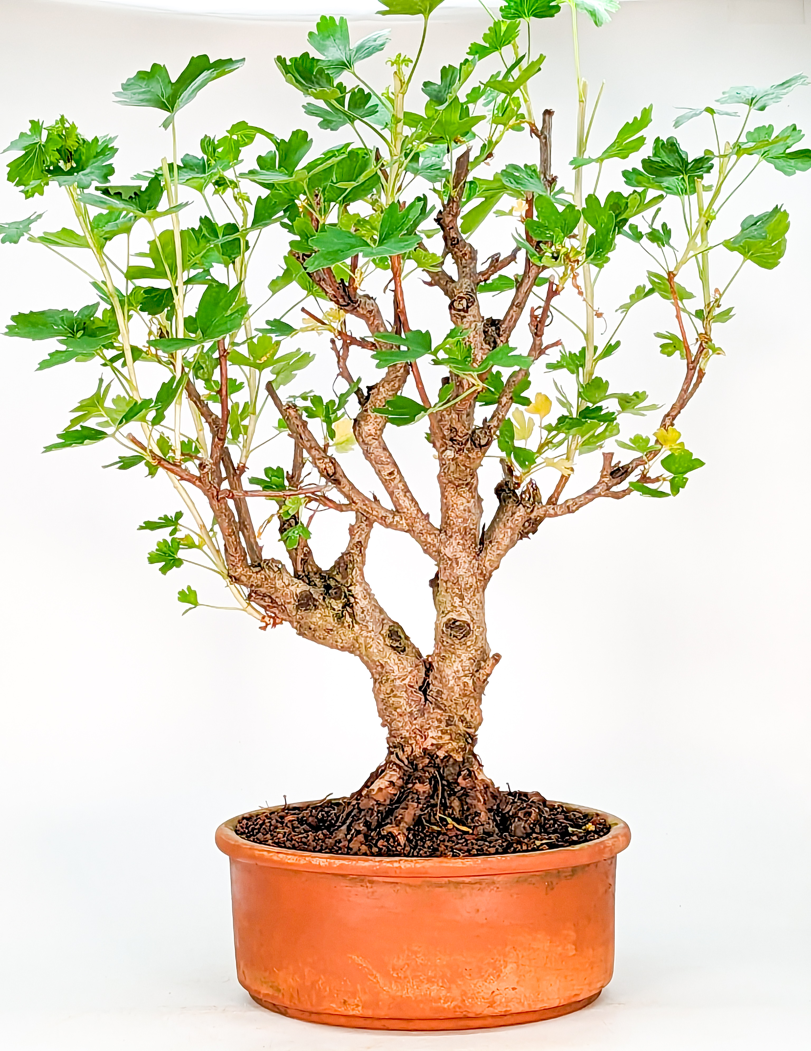 Bonsai Johannisbeere - Ribes aureum 41cm