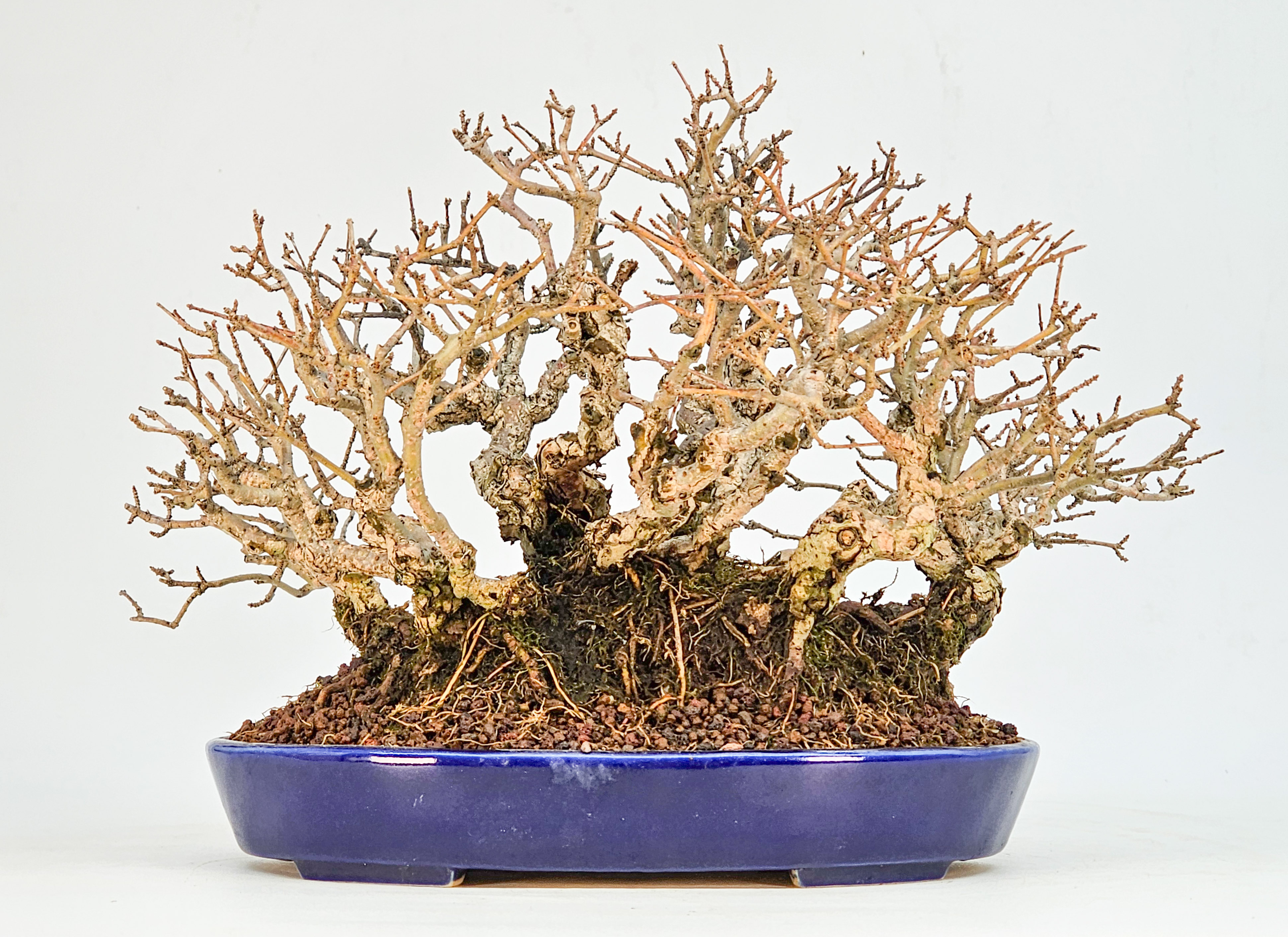 Bonsai Japanischer Liguster - Ligustrum japonicum Shohin 15cm