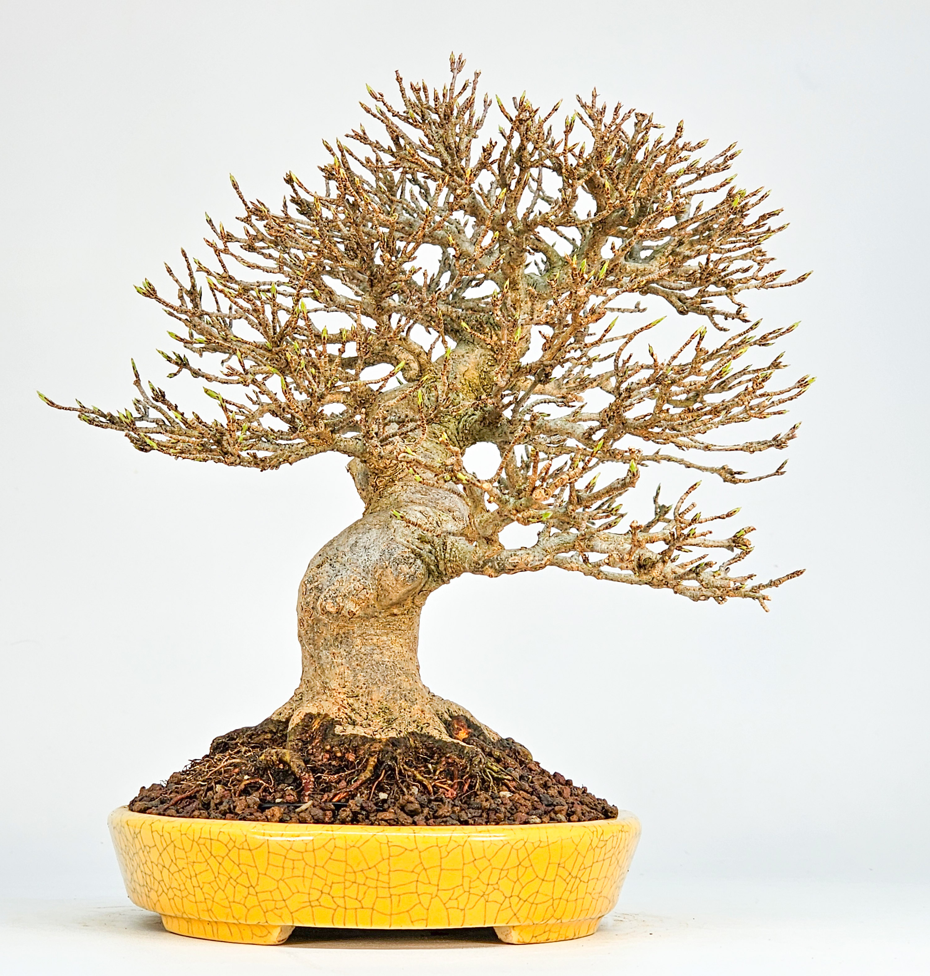 Bonsai Premium Dreispitzahorn - Acer buergerianum Shohin 20cm Video!!