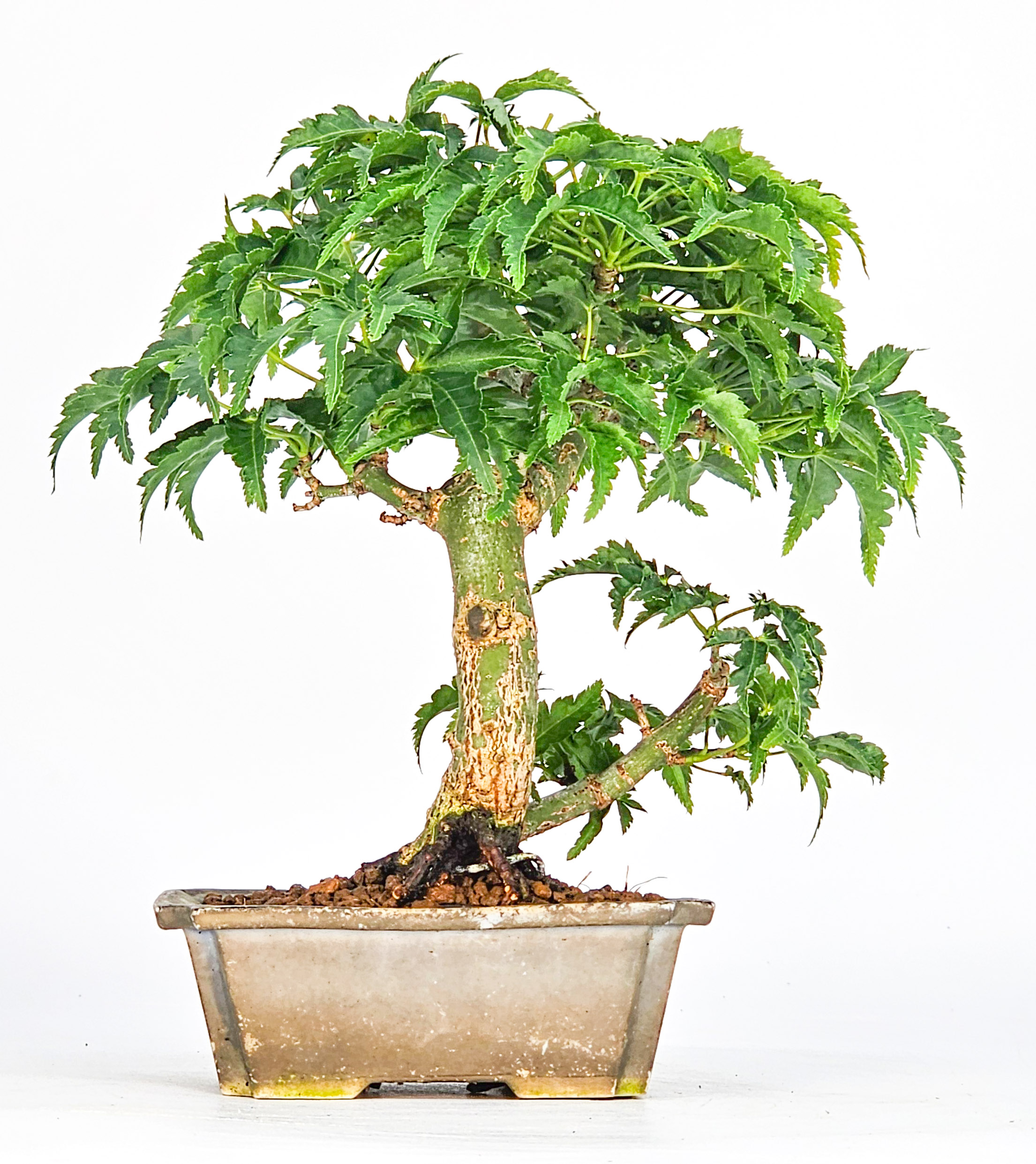 Bonsai Löwenkopfahorn- Acer palmatum Shishigashira Shohin 11cm