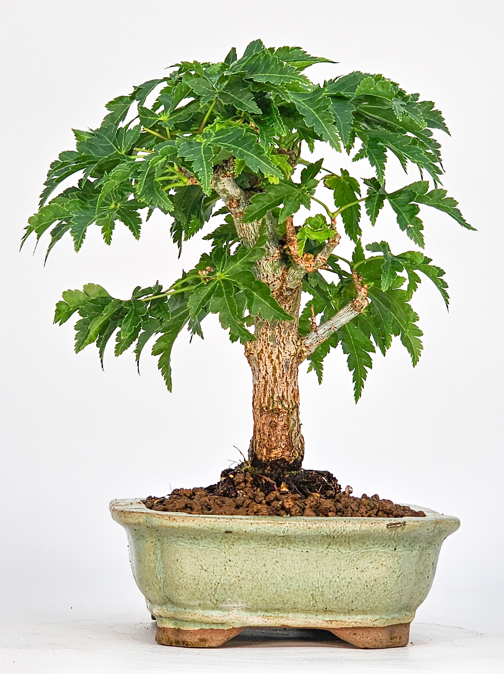 Bonsai Löwenkopfahorn- Acer palmatum Shishigashira Shohin 11cm