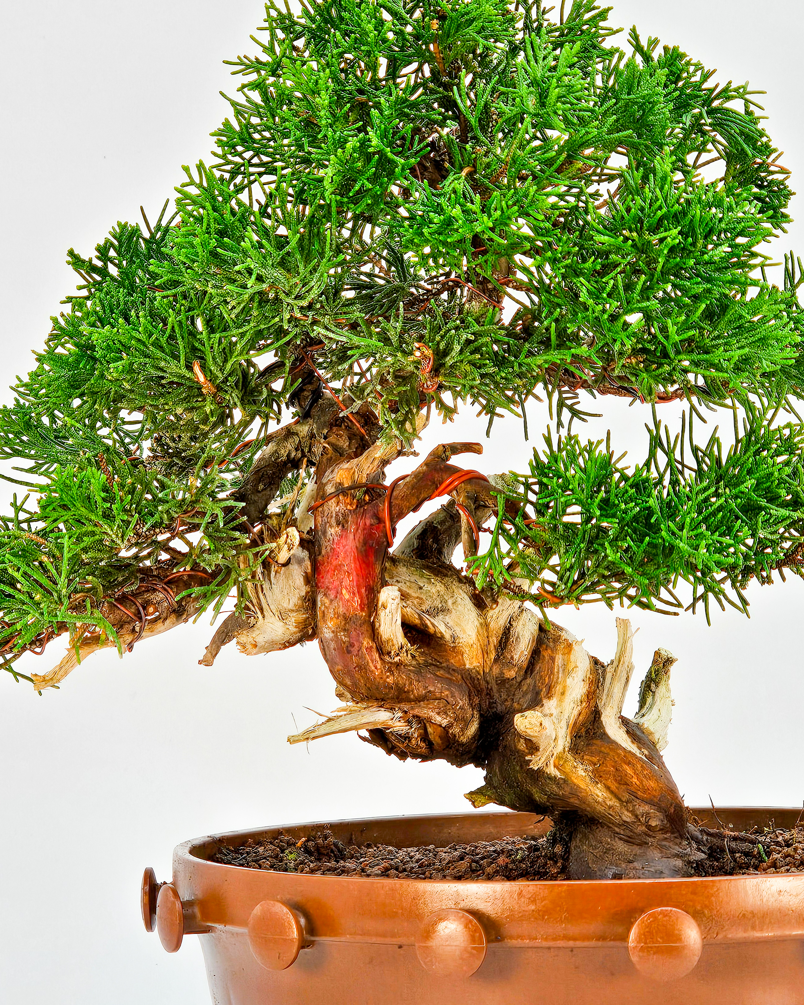 Bonsai Wacholder - Juniperus chinensis 22cm