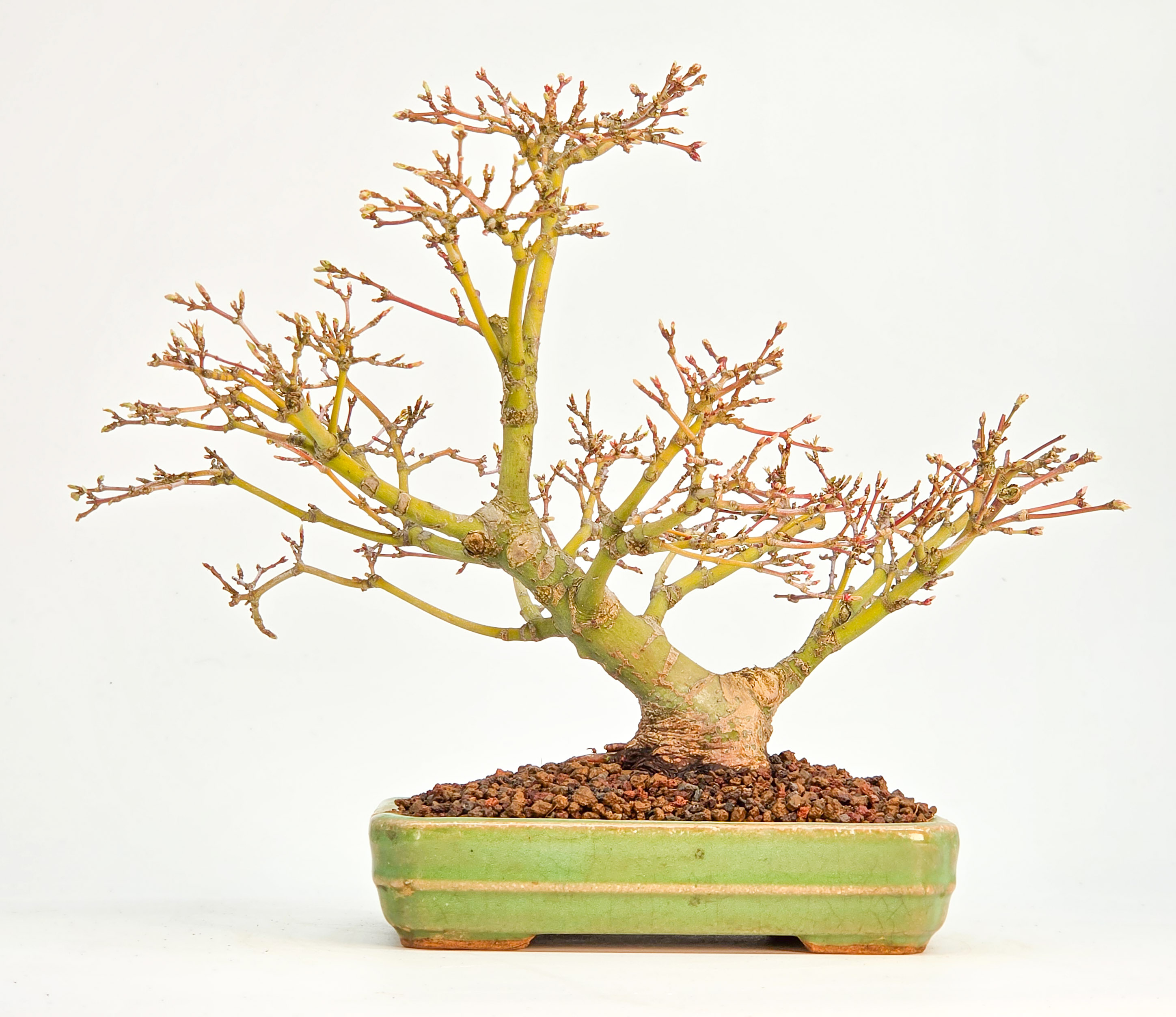 Bonsai Fächerahorn Zwergahorn – Acer palmatum Yukihime Shohin 20cm Video!!
