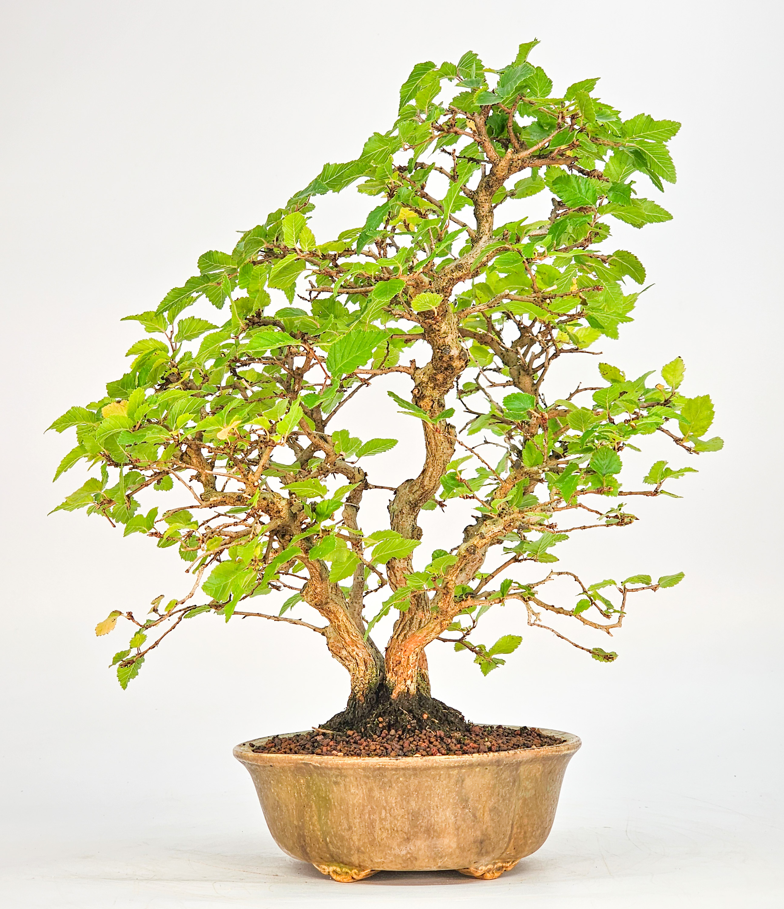 Bonsai Koreanische Hainbuche Carpinus coreana 26cm
