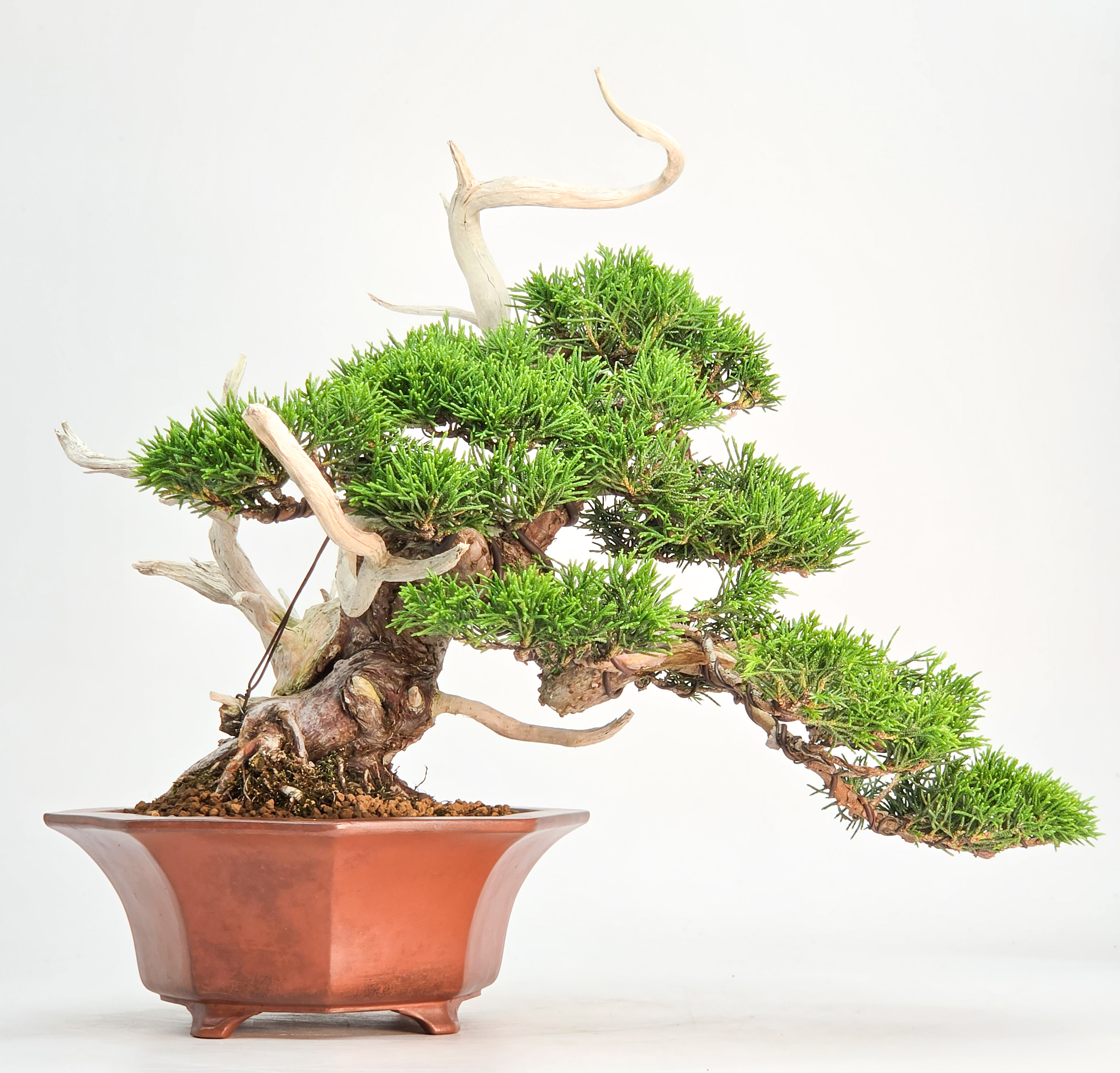 Bonsai Premium Wacholder - Juniperus chinensis Shohin 21cm