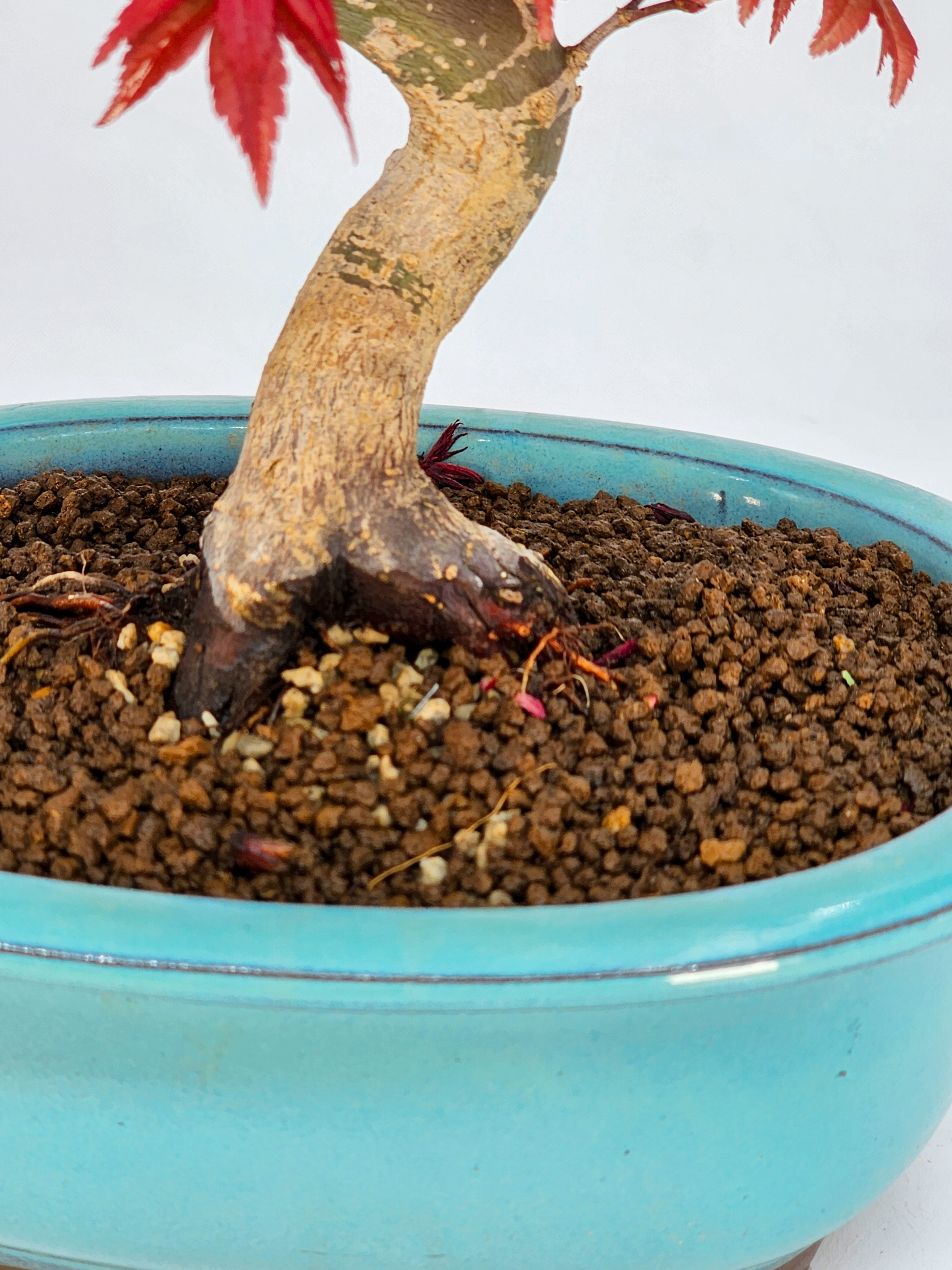 Bonsai Fächerahorn Acer palmatum Deshojo Shohin 21cm   