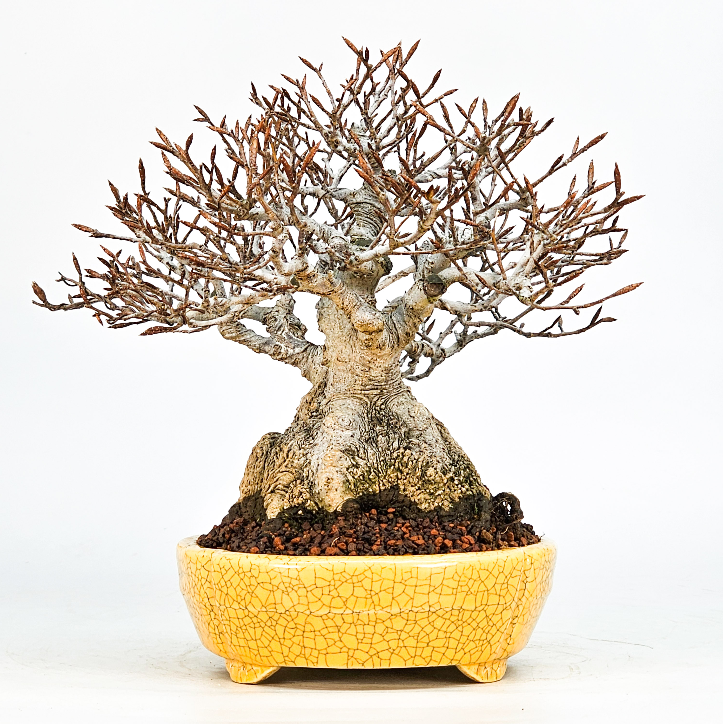 Bonsai Premium Kerbbuche Fagus Crenata 17,5 cm Video!! Bonsai Premium Kerbbuche Fagus Crenata 17,5 cm Video!!