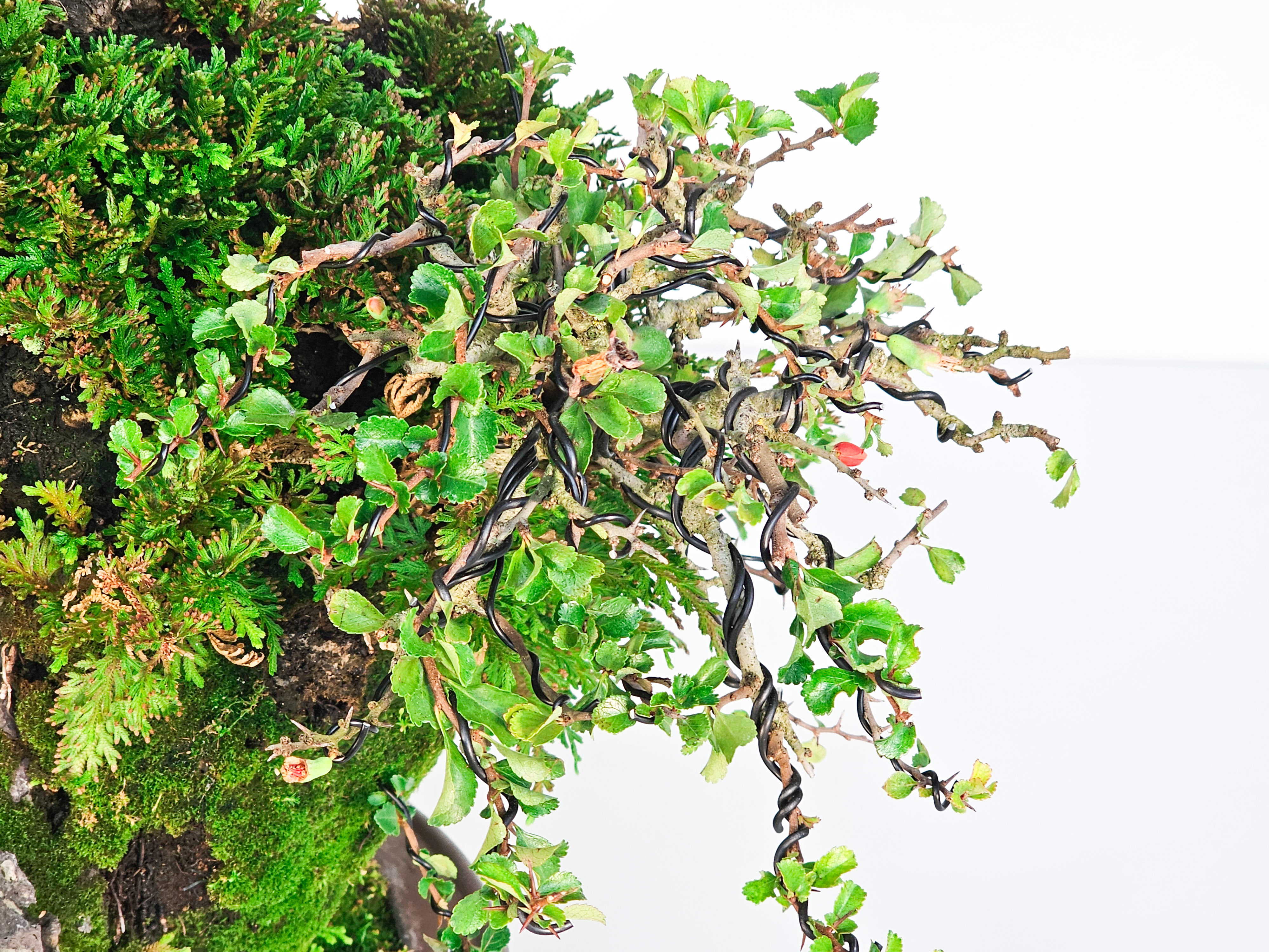 Bonsai Felsenpflanzung Pinus parviflora Mädchenkiefer Ishizuki Chojubai 49cm Video!
