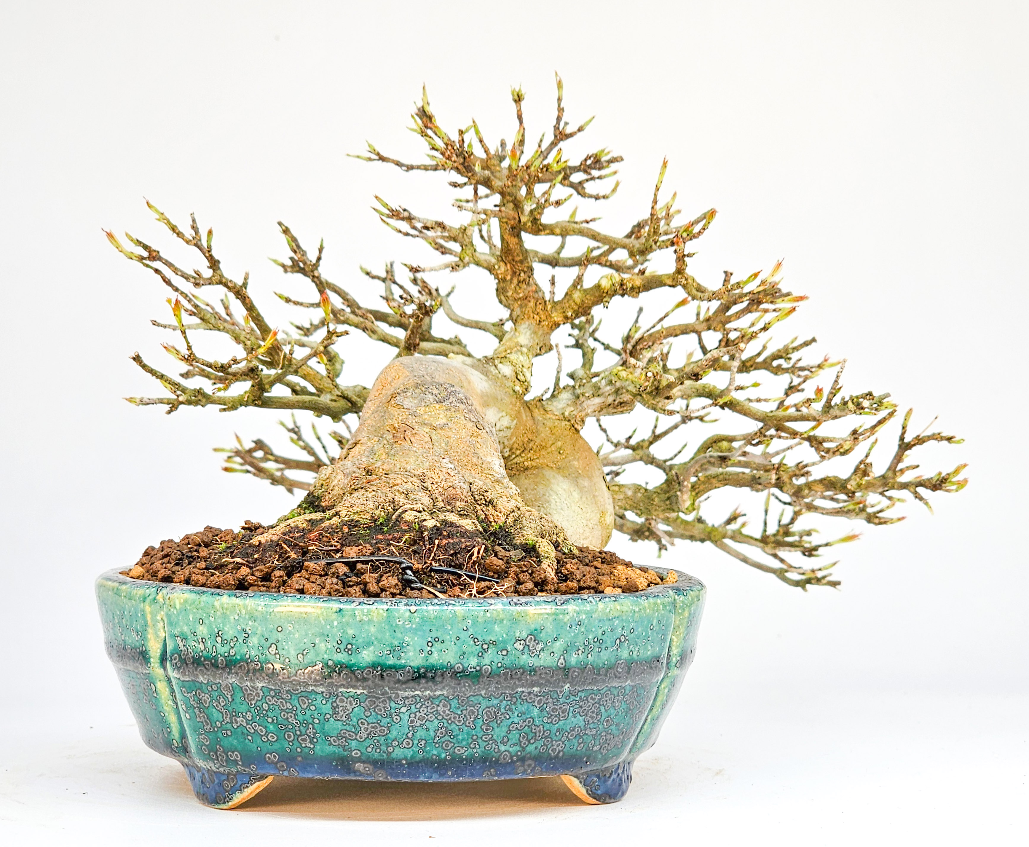 Bonsai Dreispitzahorn - Acer buergerianum 14cm Video!!