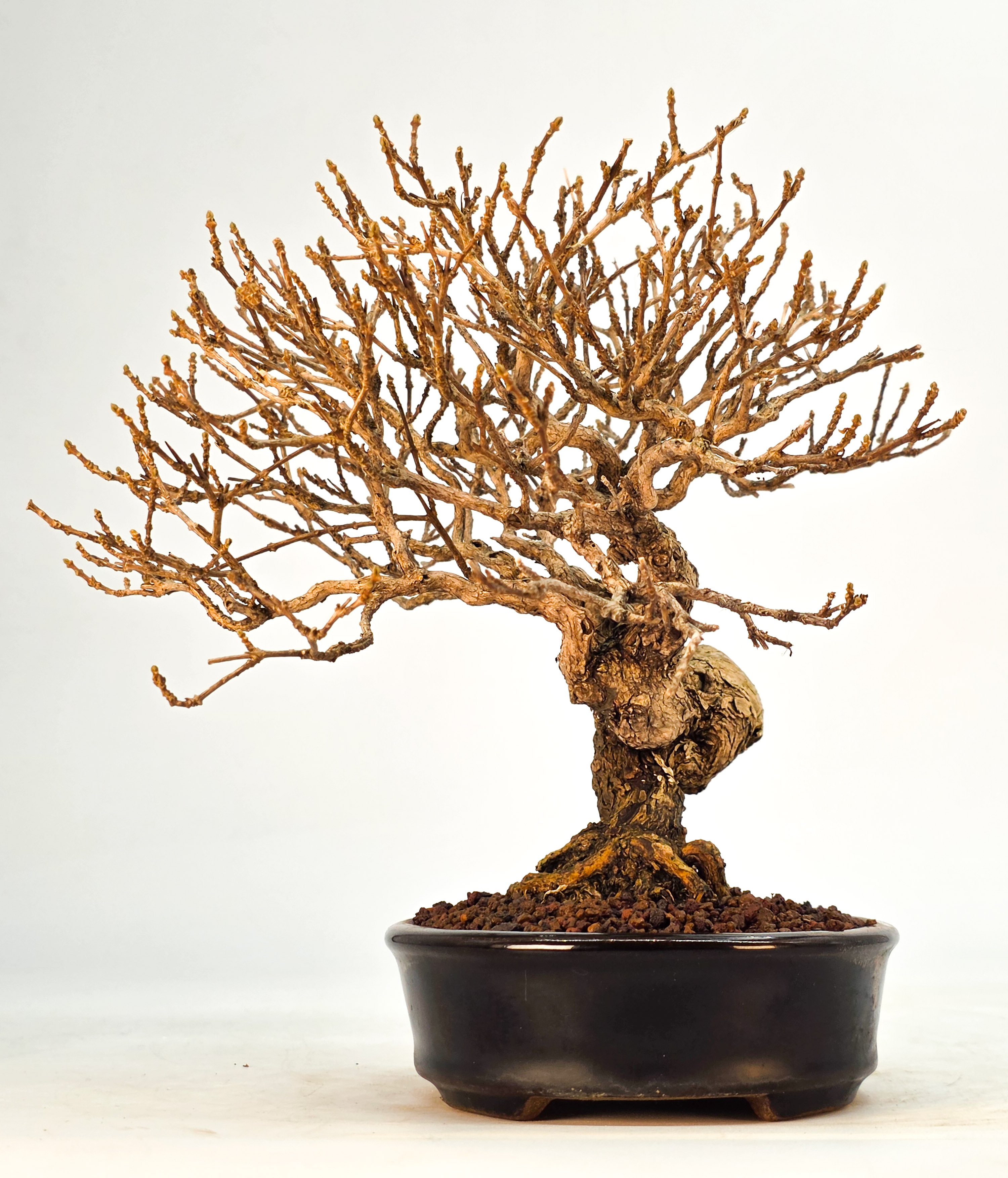 Bonsai Duftahorn - Premna japonica  Shohin 18cm