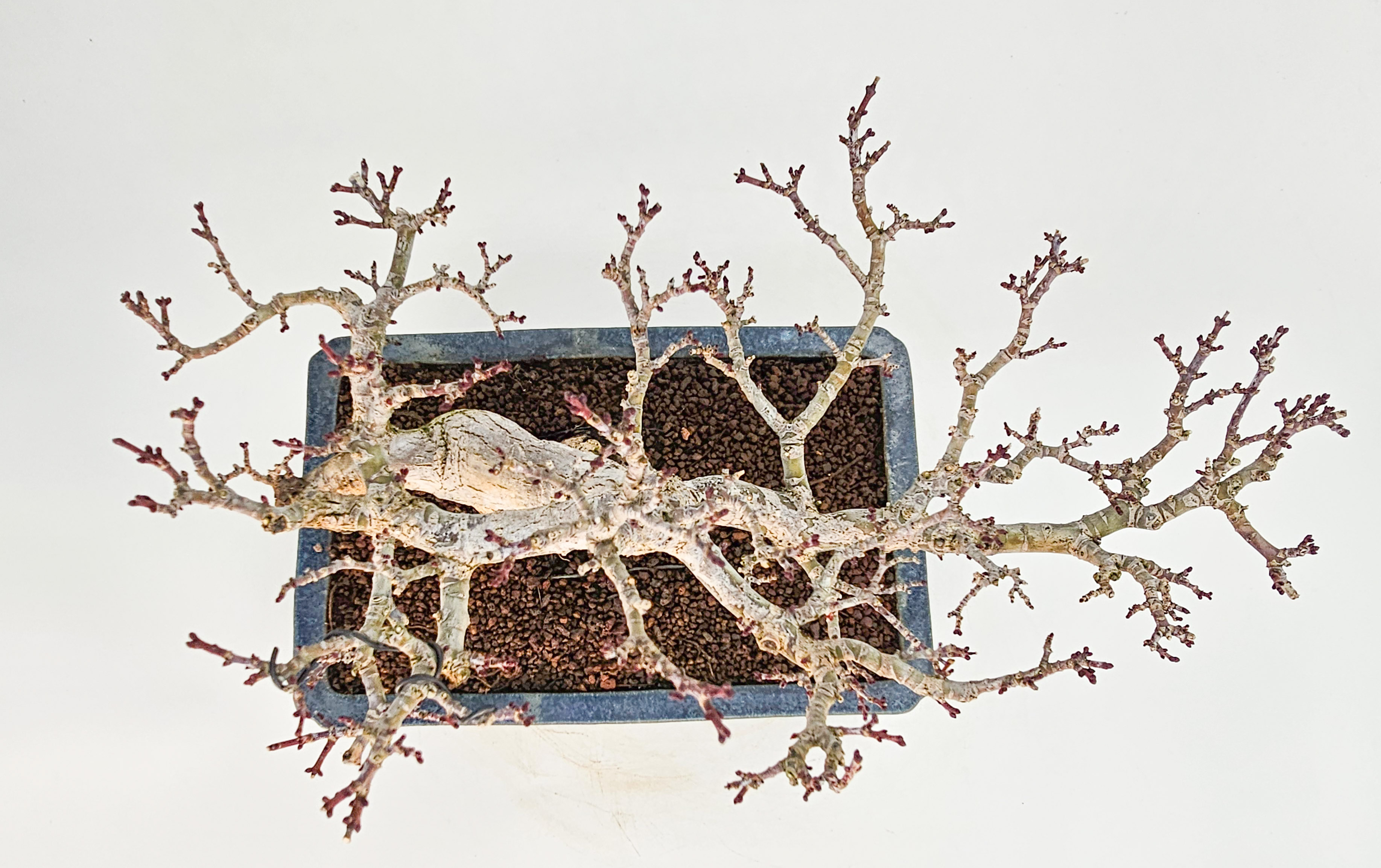 Bonsai Premium Löwenkopfahorn- Acer palmatum Shishigashira Shohin 21cm