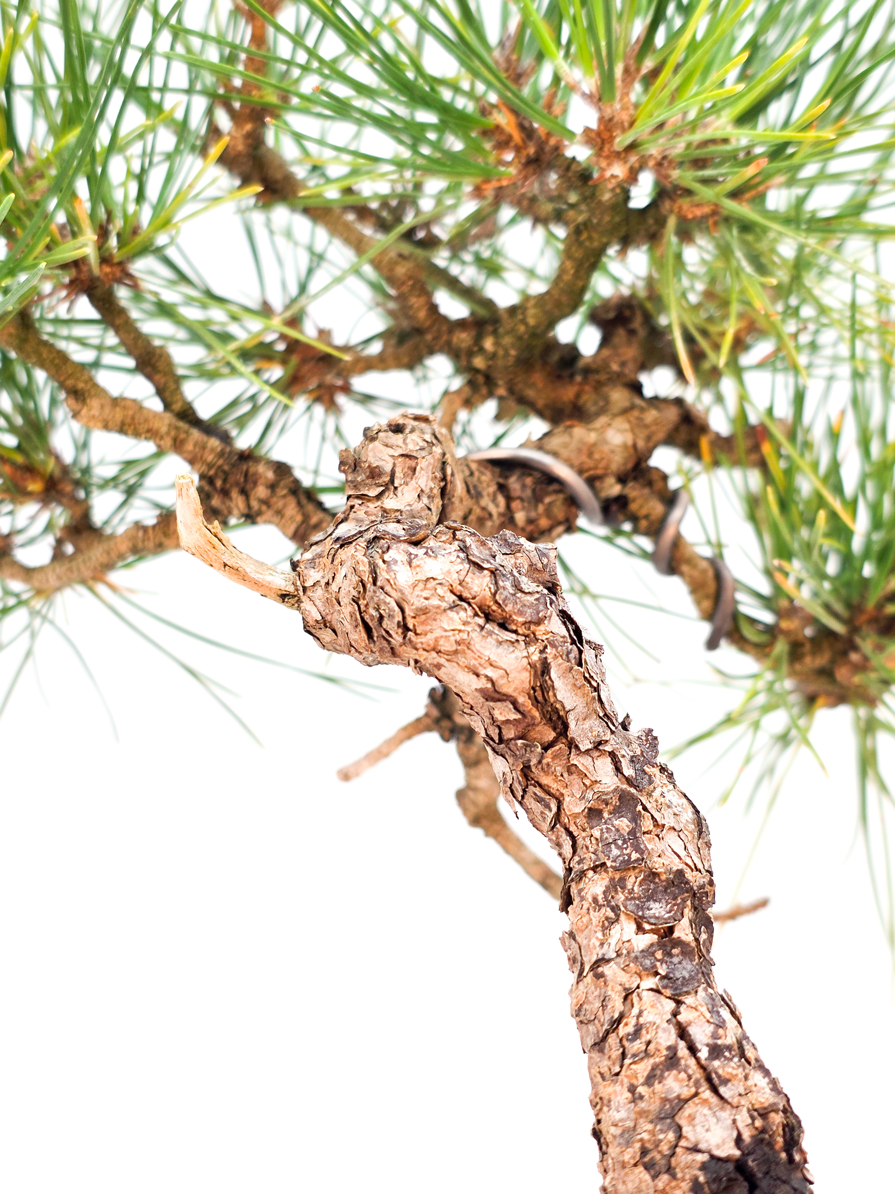 Bonsai Schwarzkiefer - Pinus thunbergii 27cm