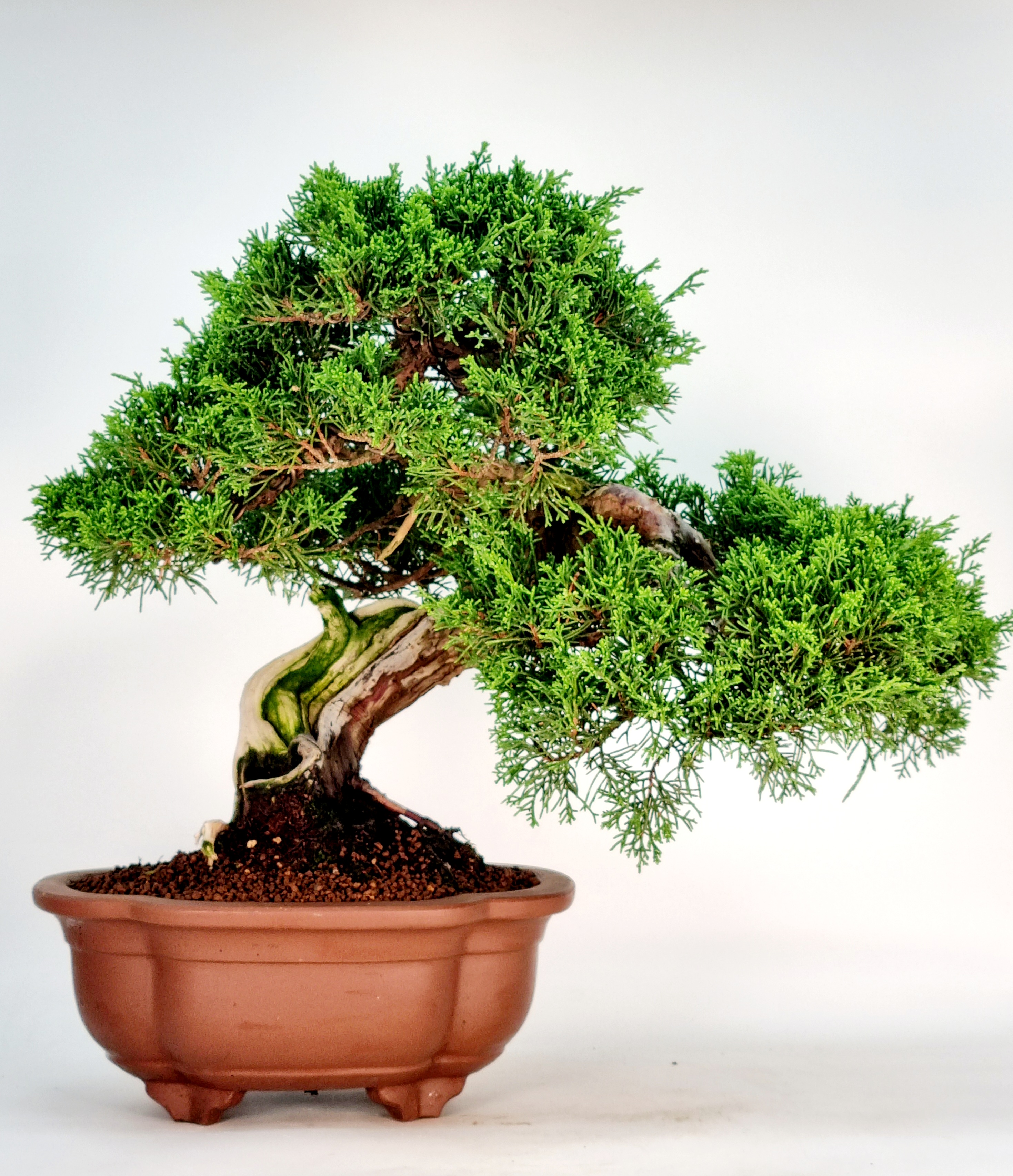 Bonsai Wacholder Juniperus Itoigawa 30cm