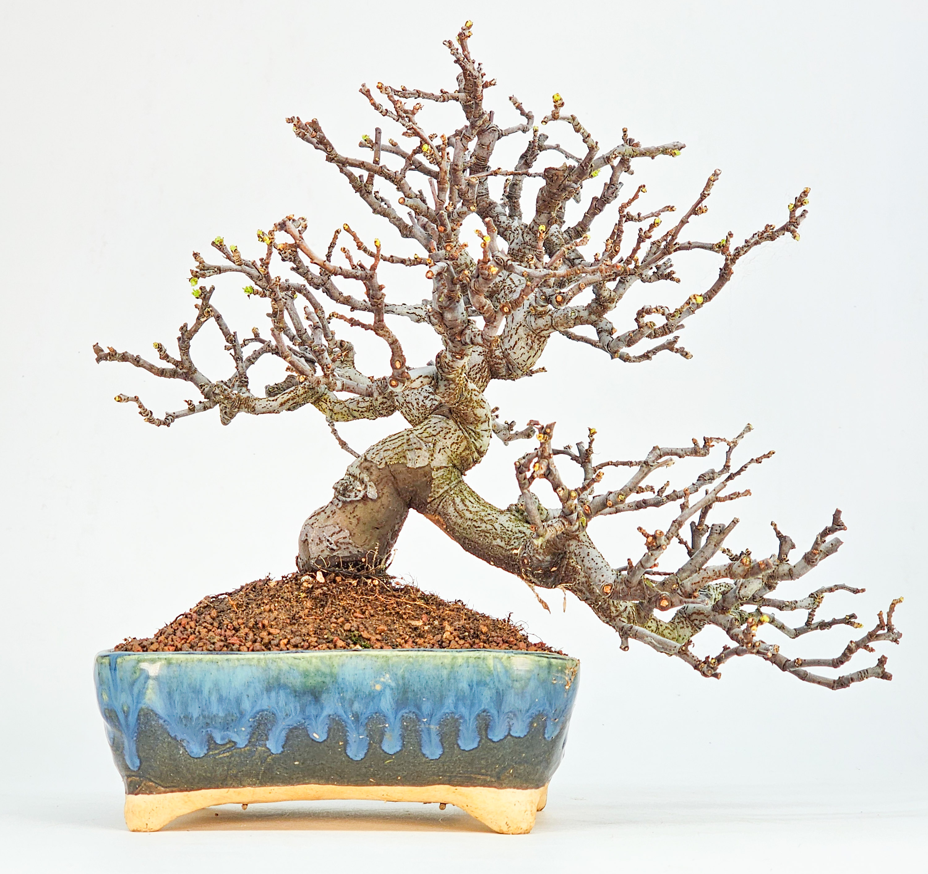 Bonsai Quitte - Pseudocydonia sinensis Shohin 21cm
