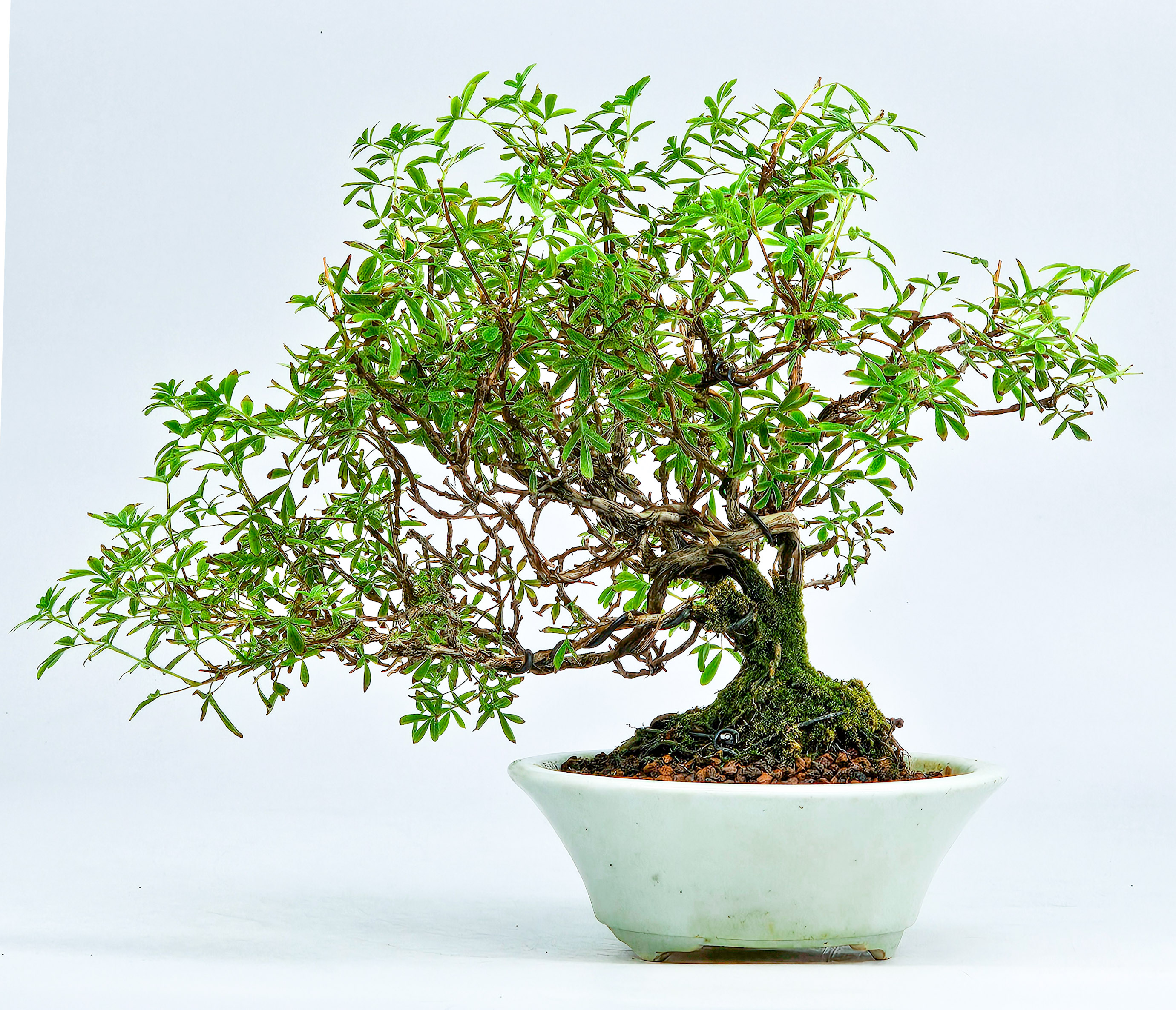 Bonsai Potentilla fruticosa - Fingerstrauch Shohin 17cm 