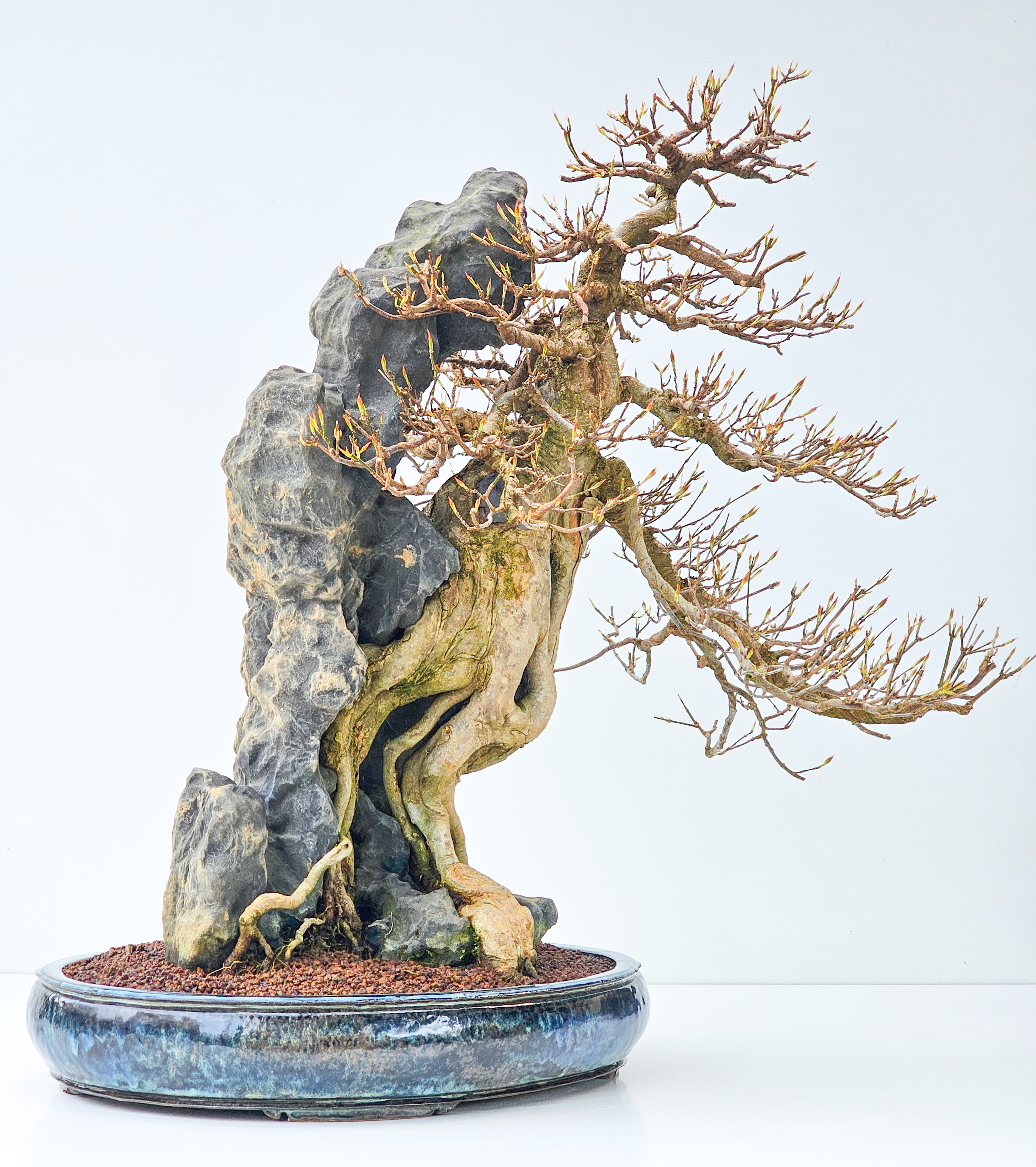 Bonsai Dreispitzahorn - Acer buergerianum Ishizuki 56cm - Video!!