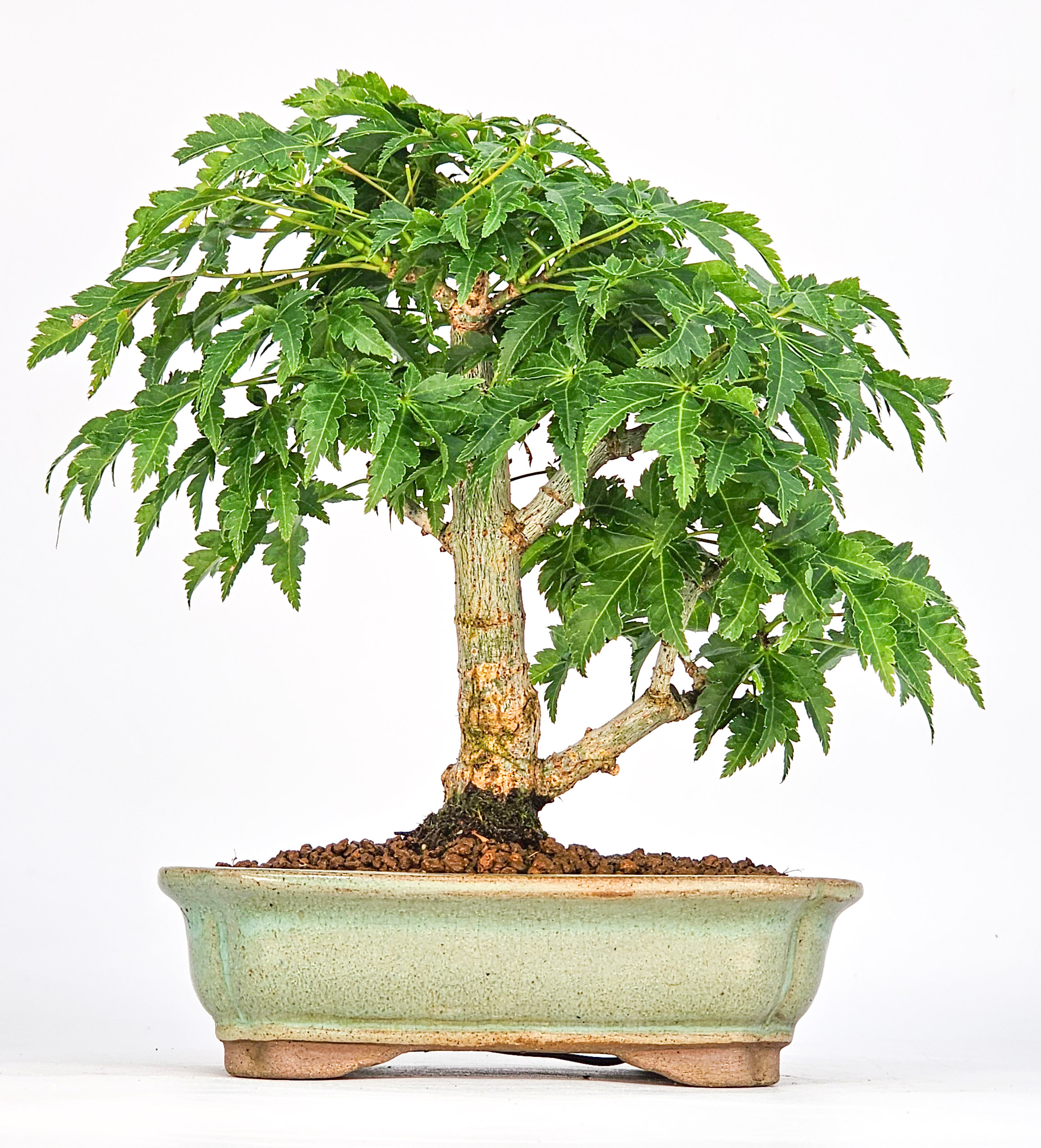Bonsai Löwenkopfahorn- Acer palmatum Shishigashira Shohin 14cm