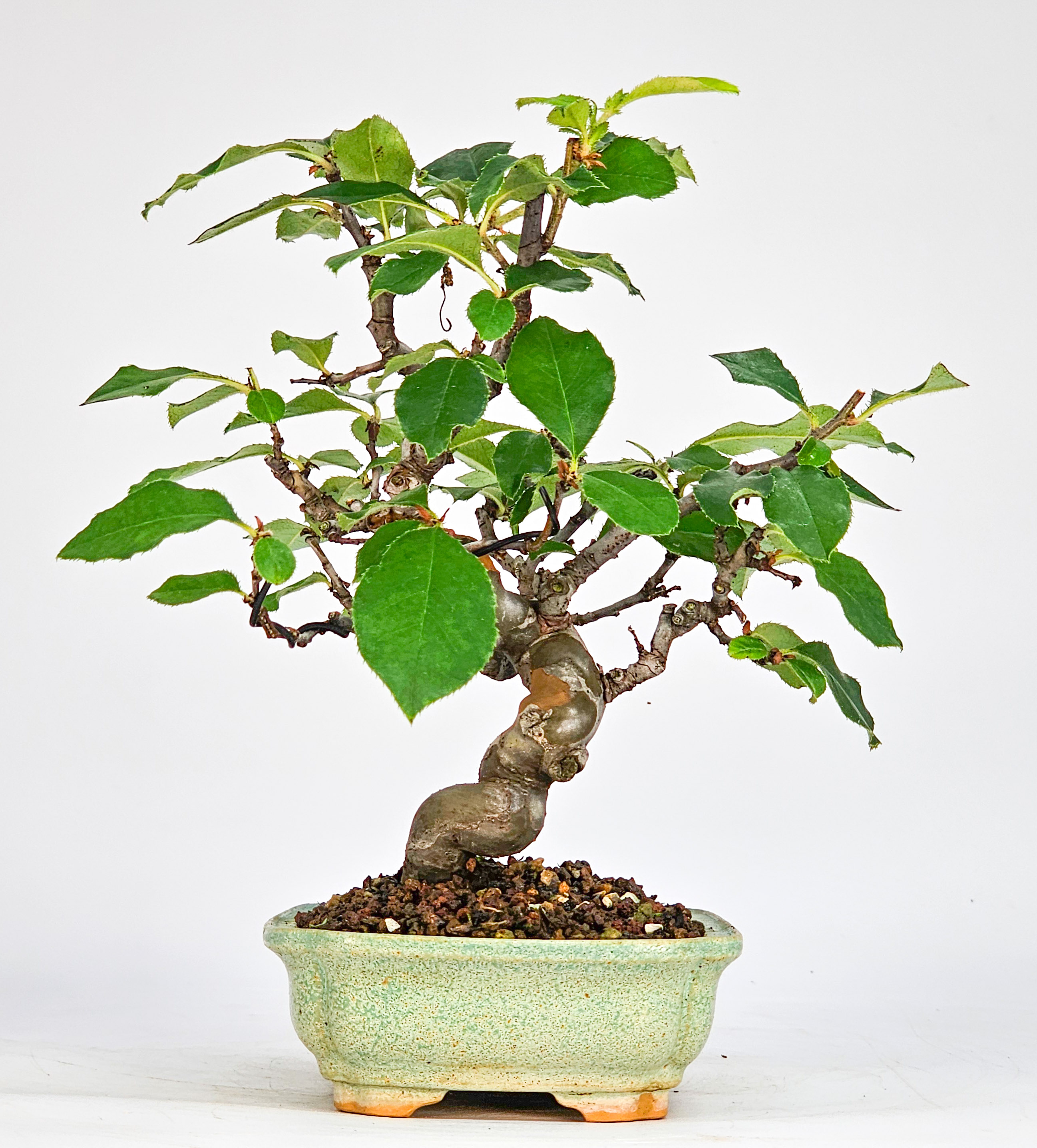 Bonsai Quitte - Pseudocydonia sinensis Shohin 16cm