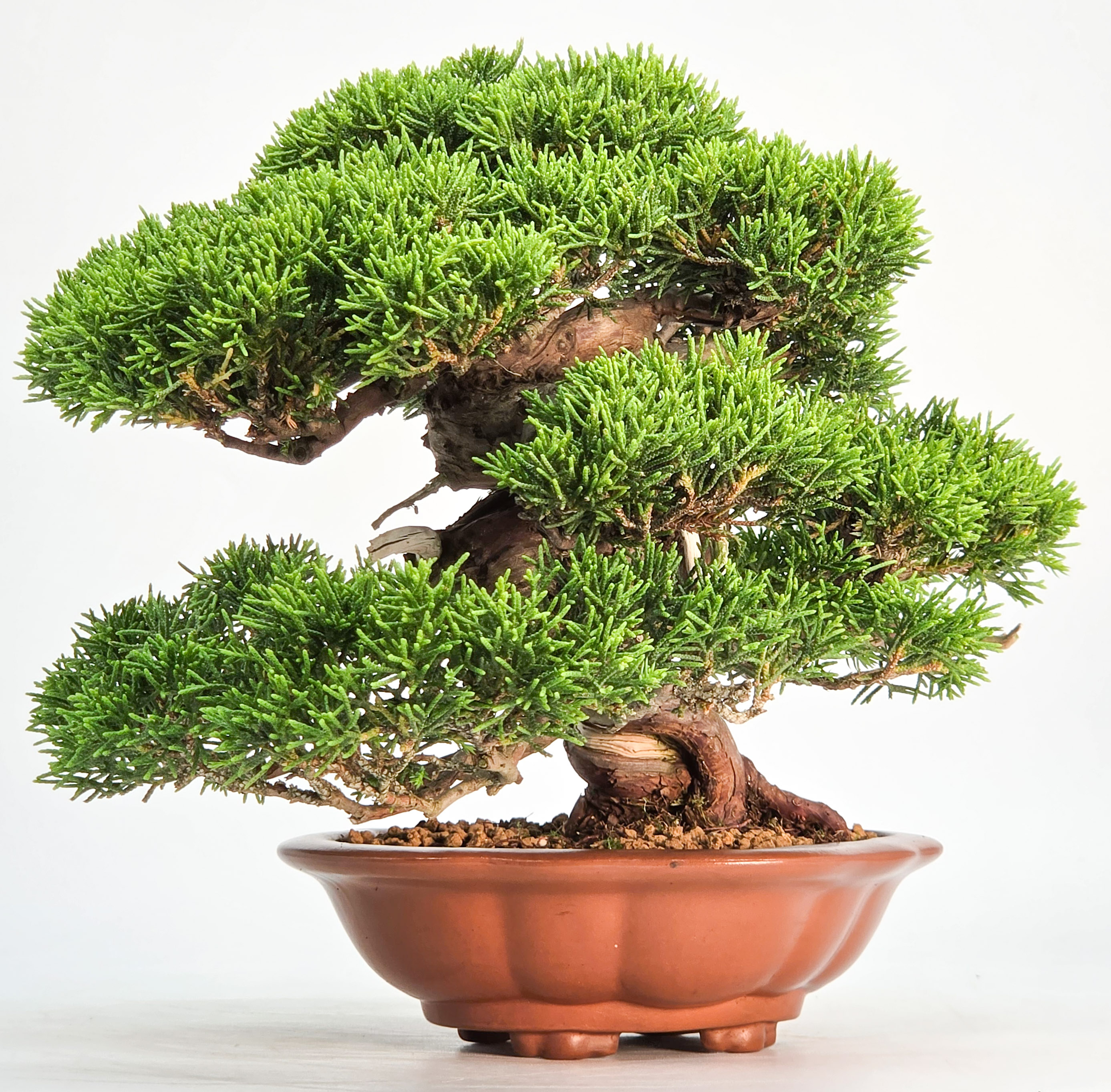 Bonsai Premium Wacholder - Juniperus chinensis Shohin 17cm