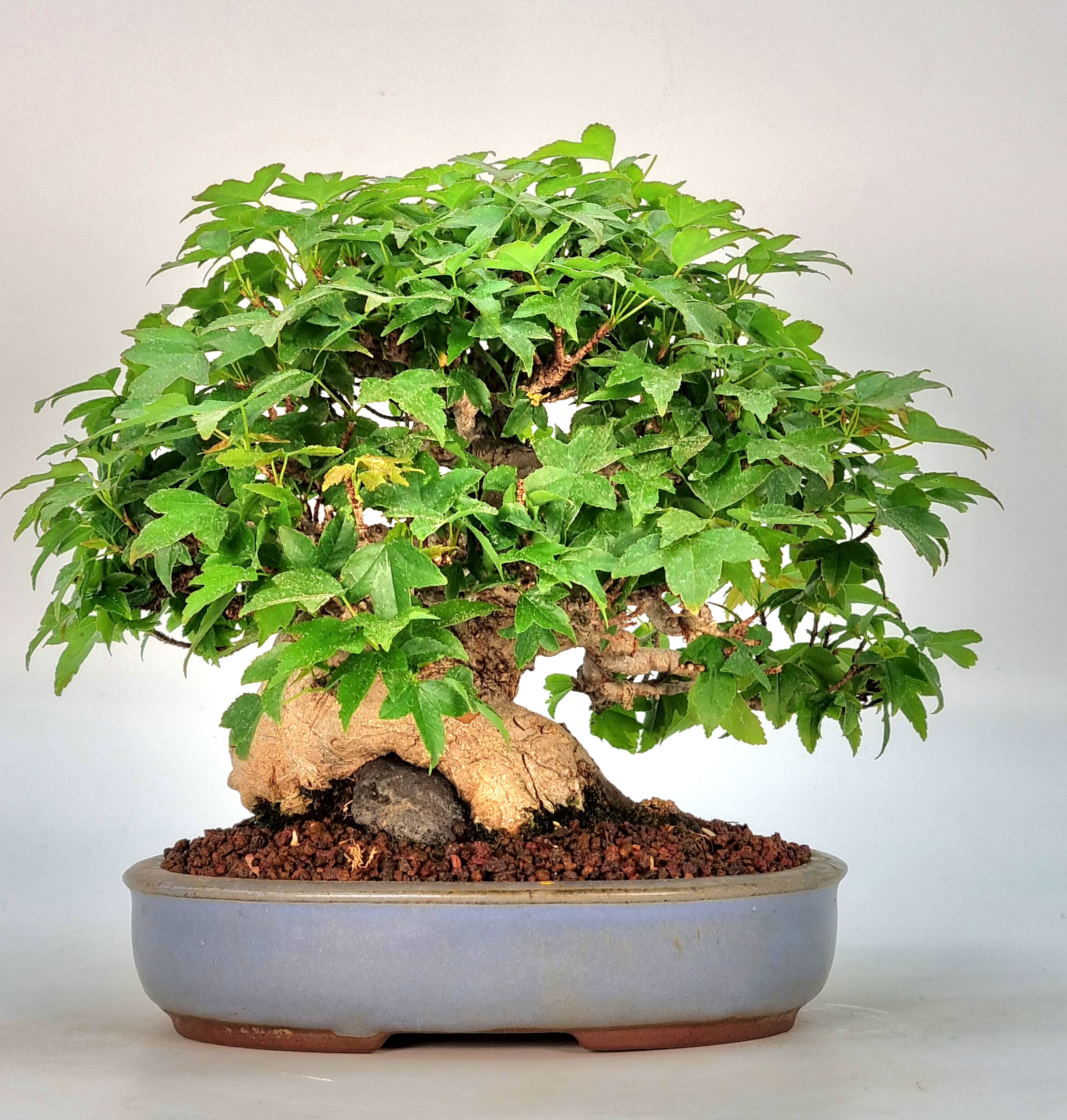 Bonsai Dreispitzahorn  - Acer buergerianum Shohin 15cm 