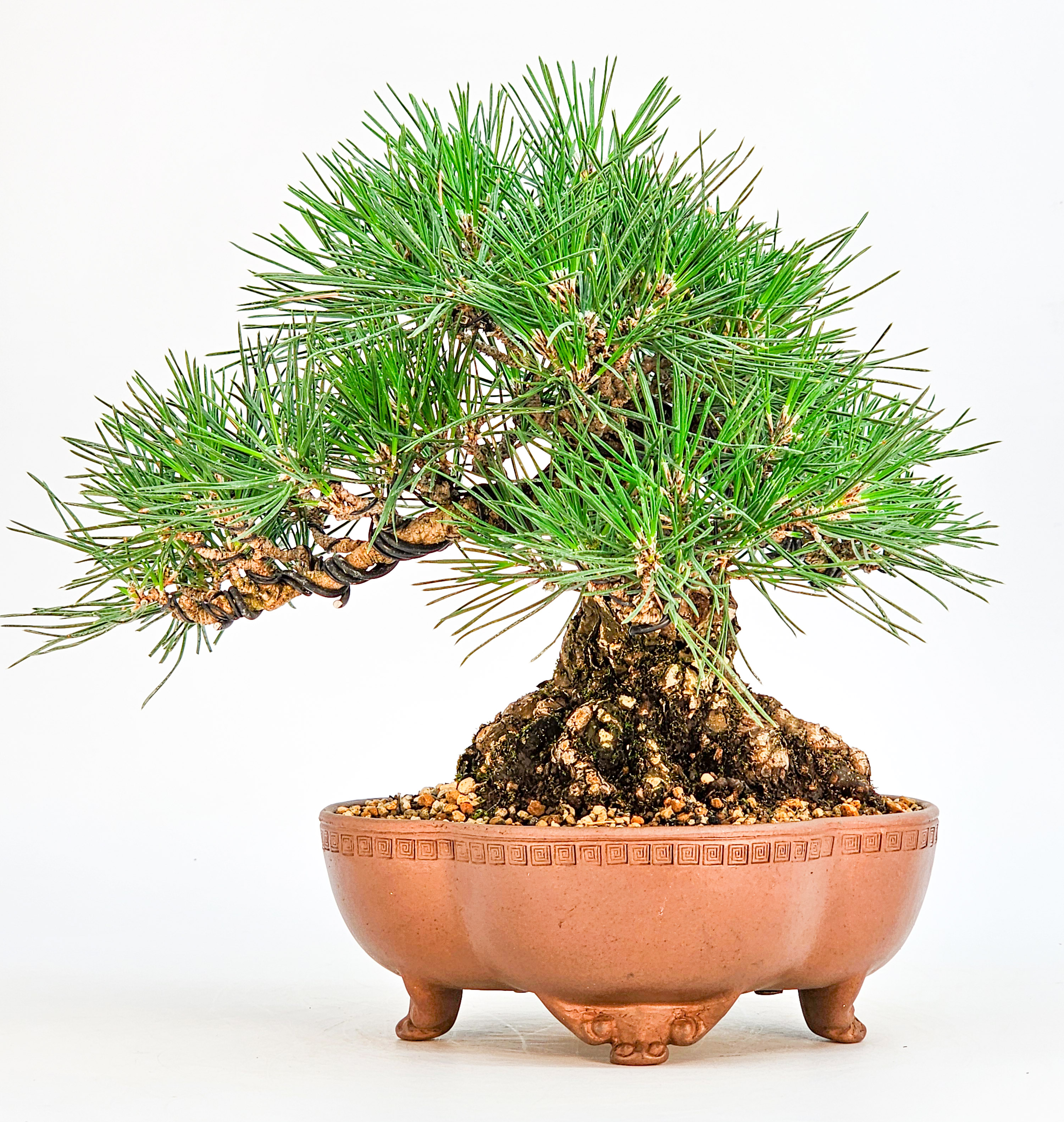 Bonsai Schwarzkiefer - Pinus thunbergii Shohin 20cm