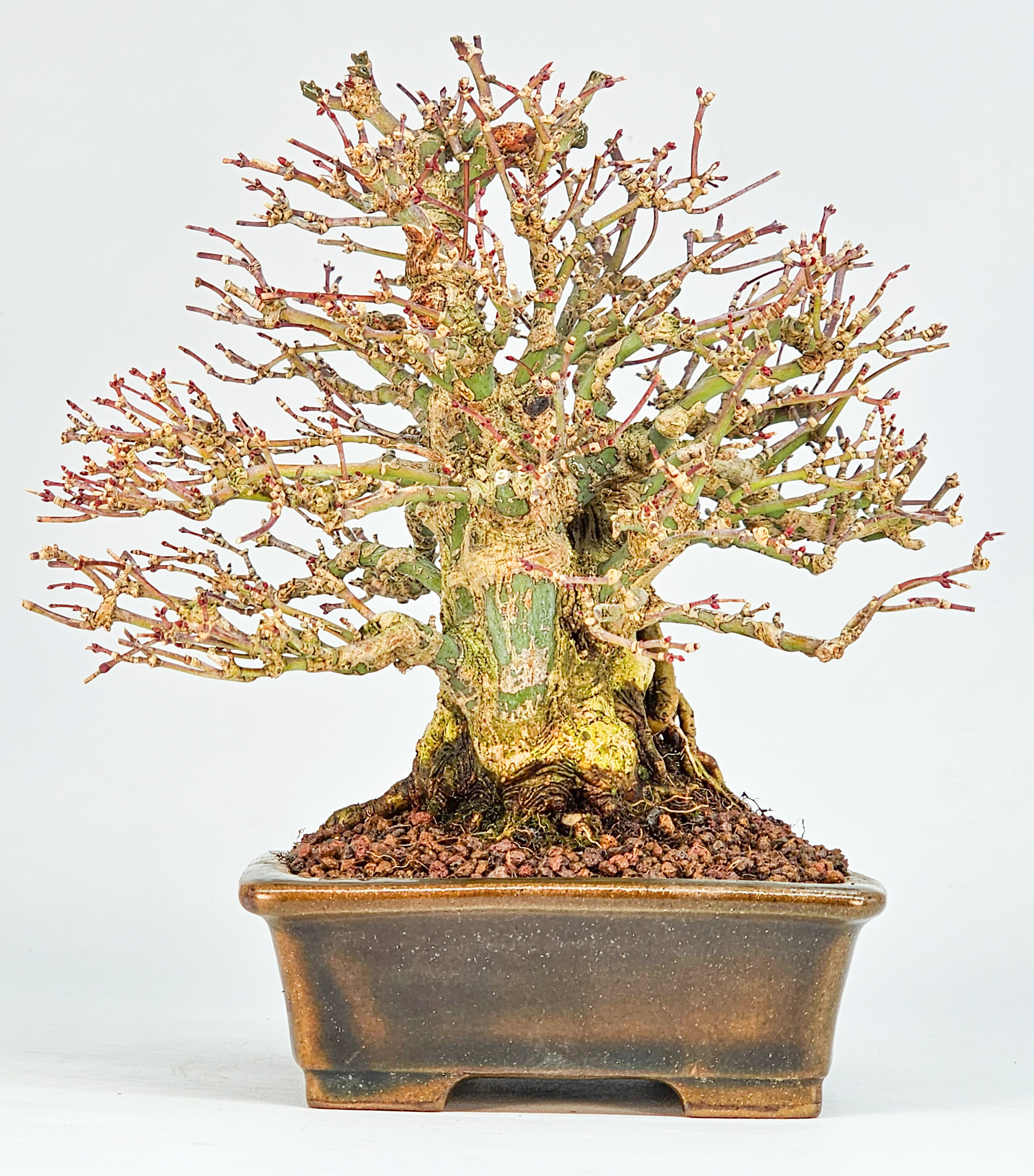 Bonsai Premium Fächerahorn - Acer Palmatum maihime Shohin 16cm