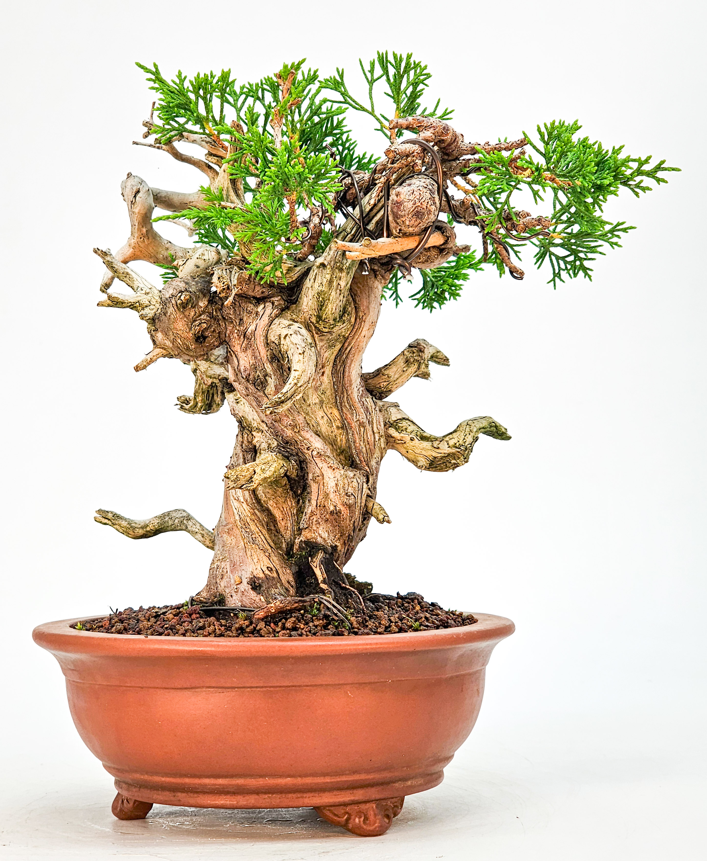 Bonsai Wacholder Juniperus Itoigawa Shohin 19cm 
