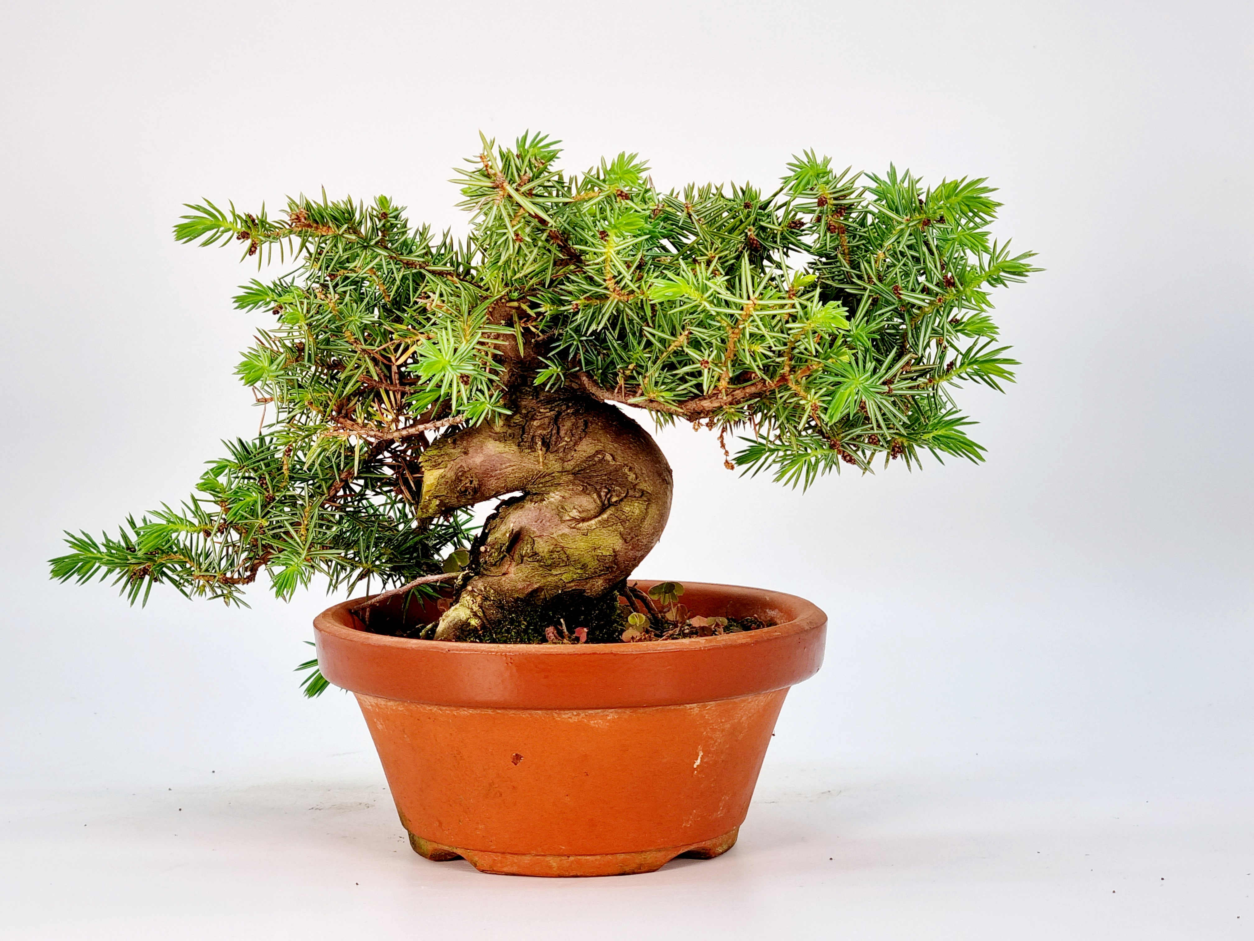 Bonsai Igelwacholder Juniperus Rigida Shohin 13cm