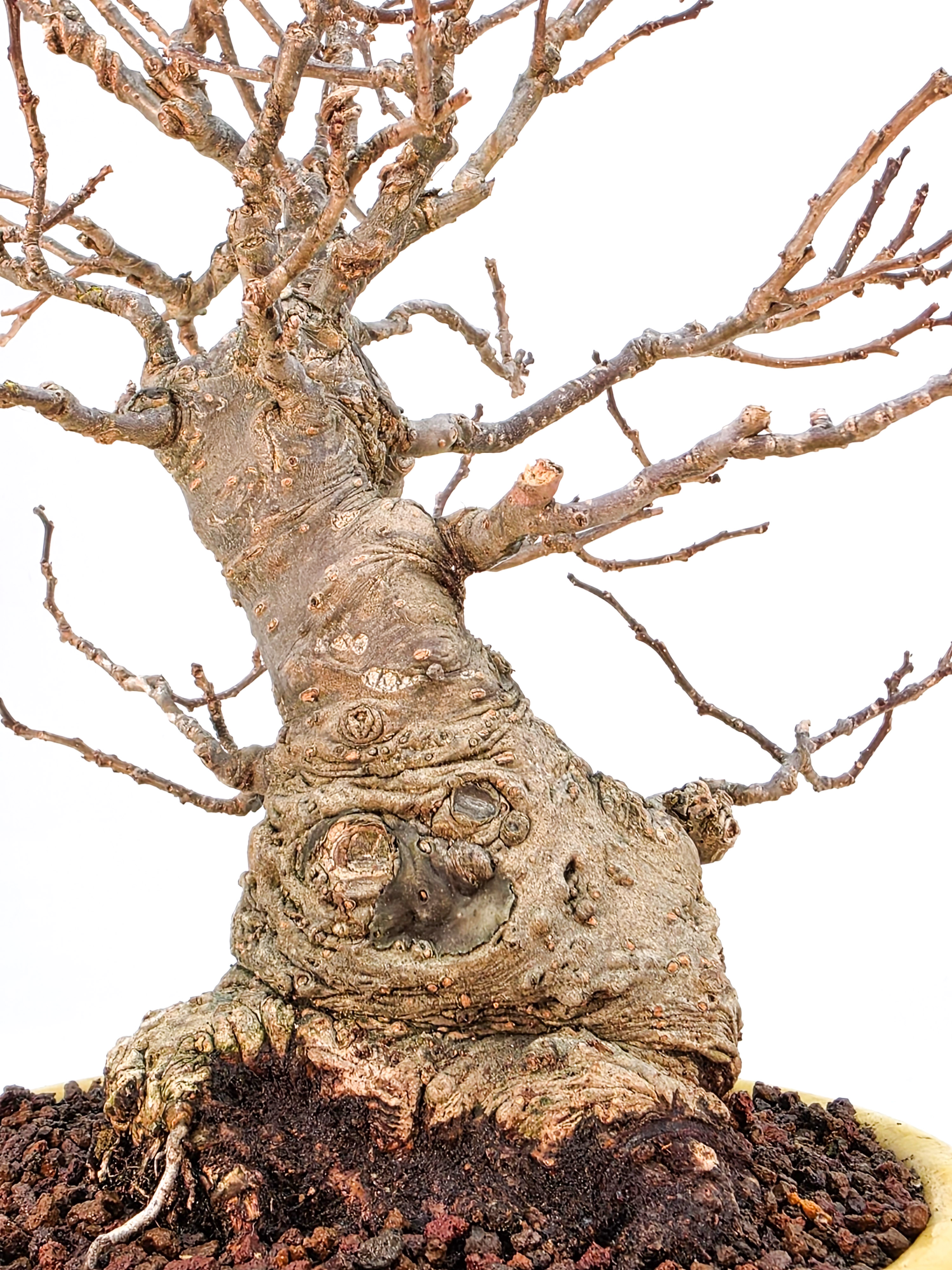 Bonsai Jap. Winterbeere - Ilex serrata Shohin 21cm