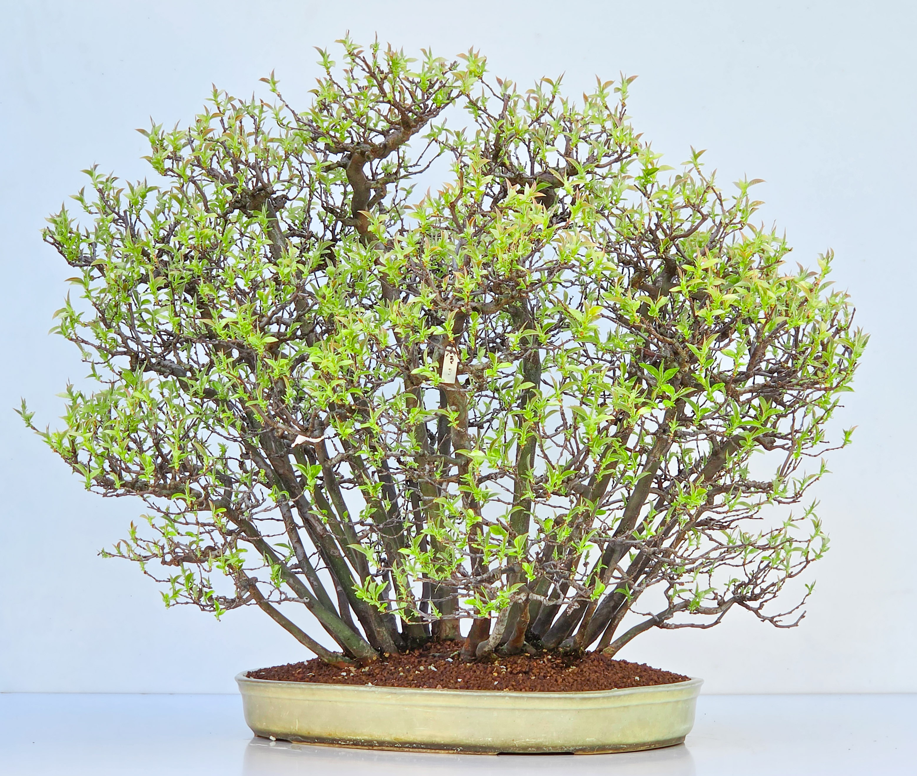 Bonsai Quitte - Pseudocydonia sinensis Wald 61cm Video!!