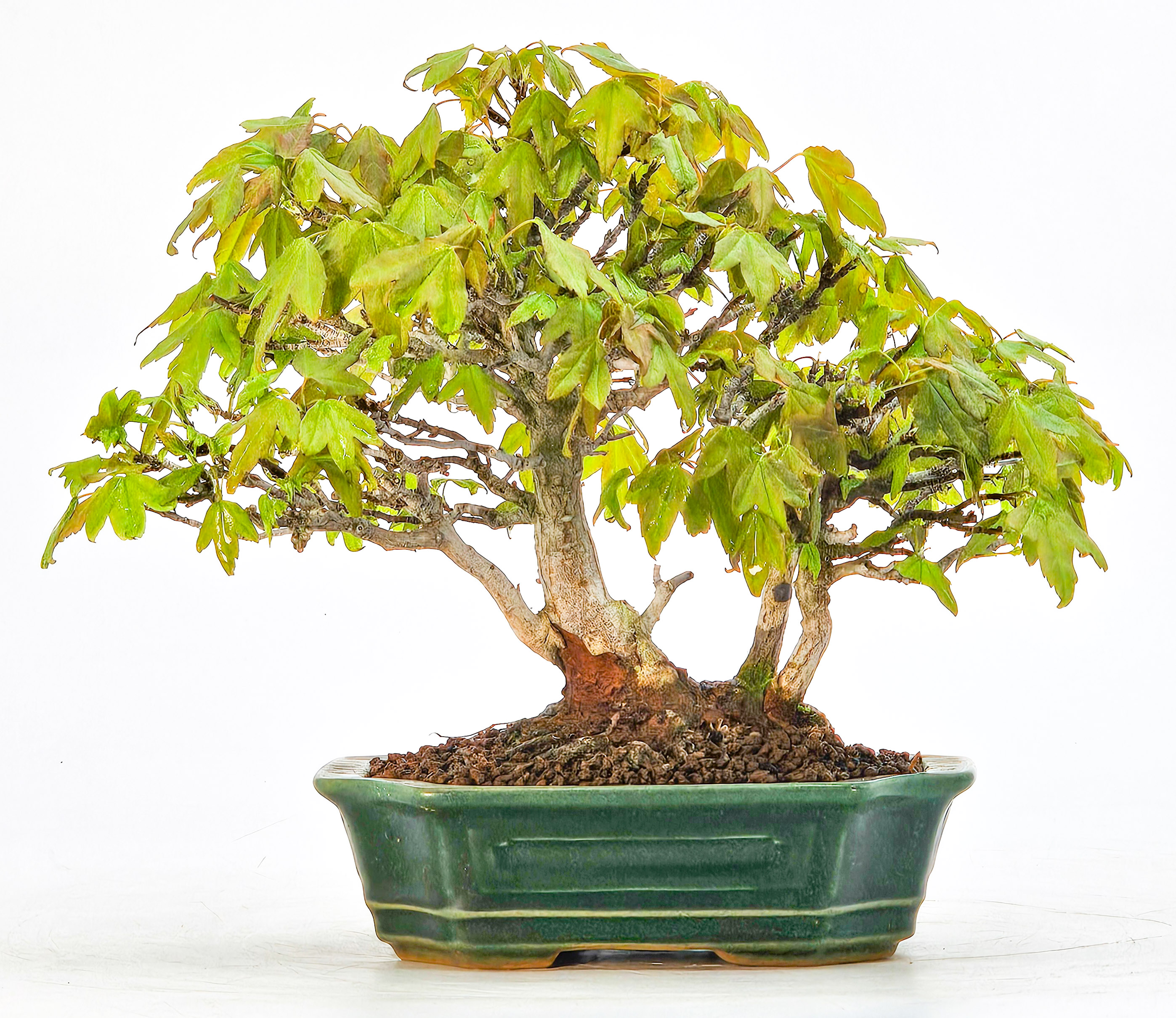Bonsai Premium Dreispitzahorn - Acer buergerianum Shohin 14cm - Video  