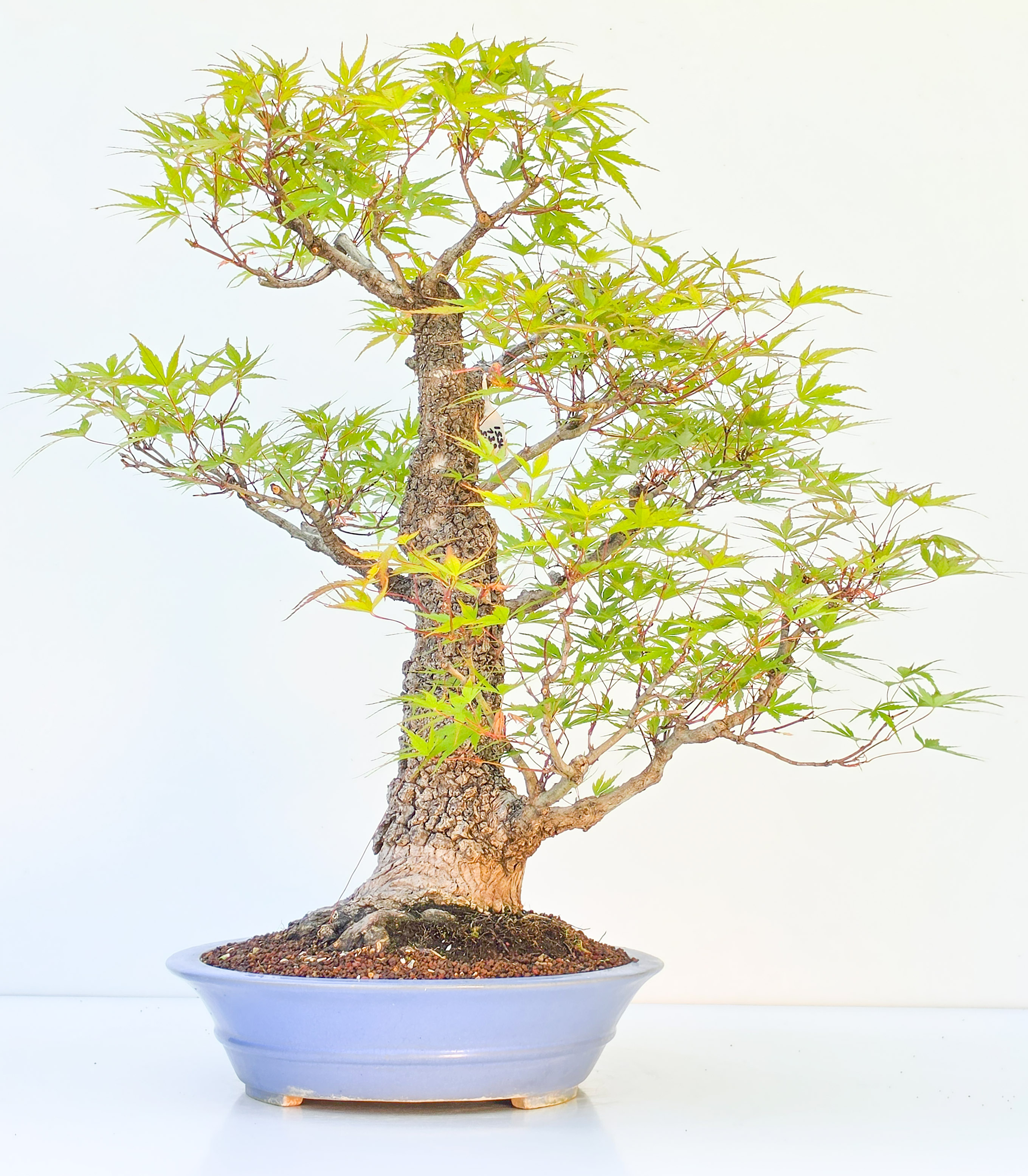 Bonsai Fächerahorn - Acer palmatum Arakawa 54cm