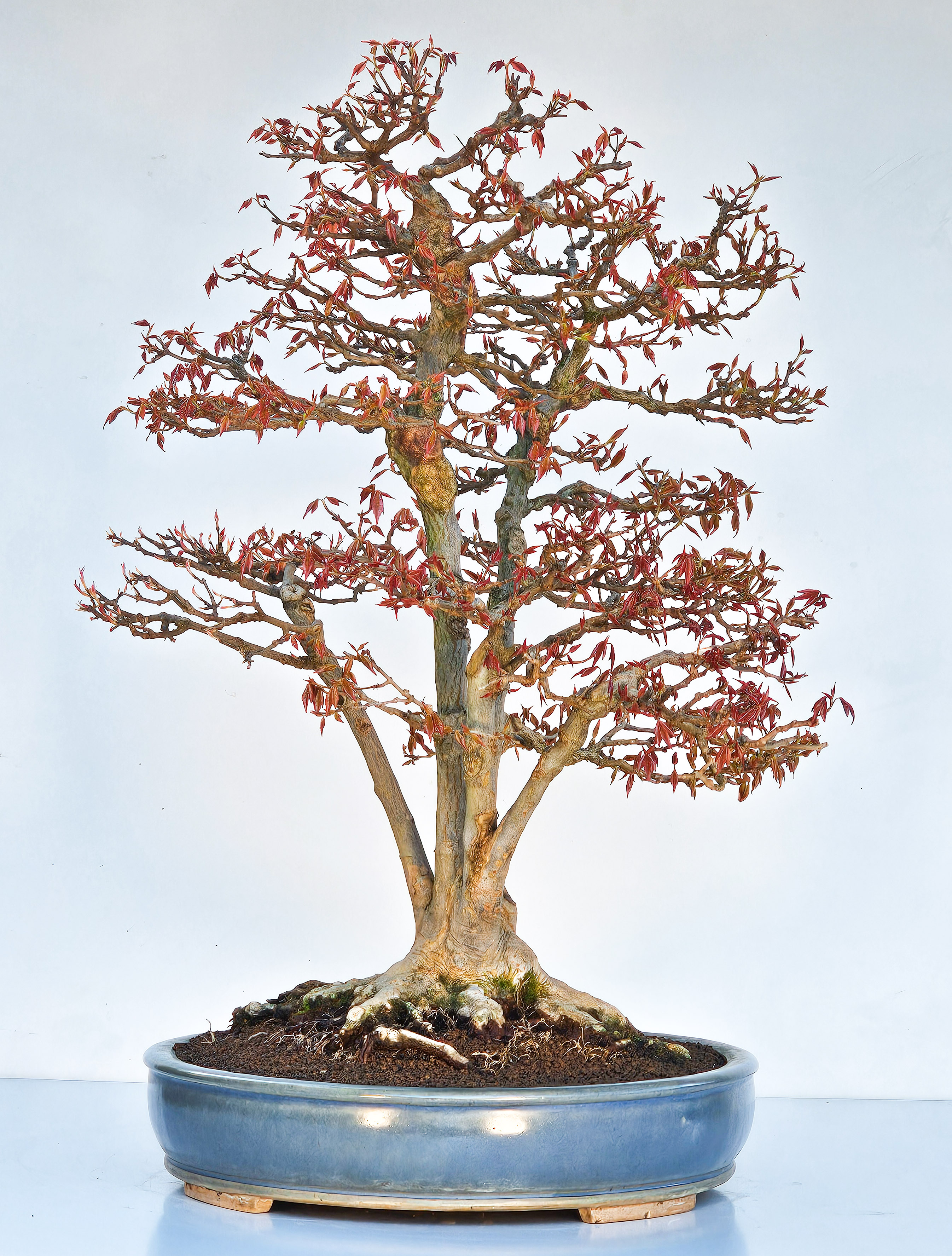 Bonsai Dreispitzahorn Multitrunk 5 Stämme - Acer buergerianum 60cm - Video!
