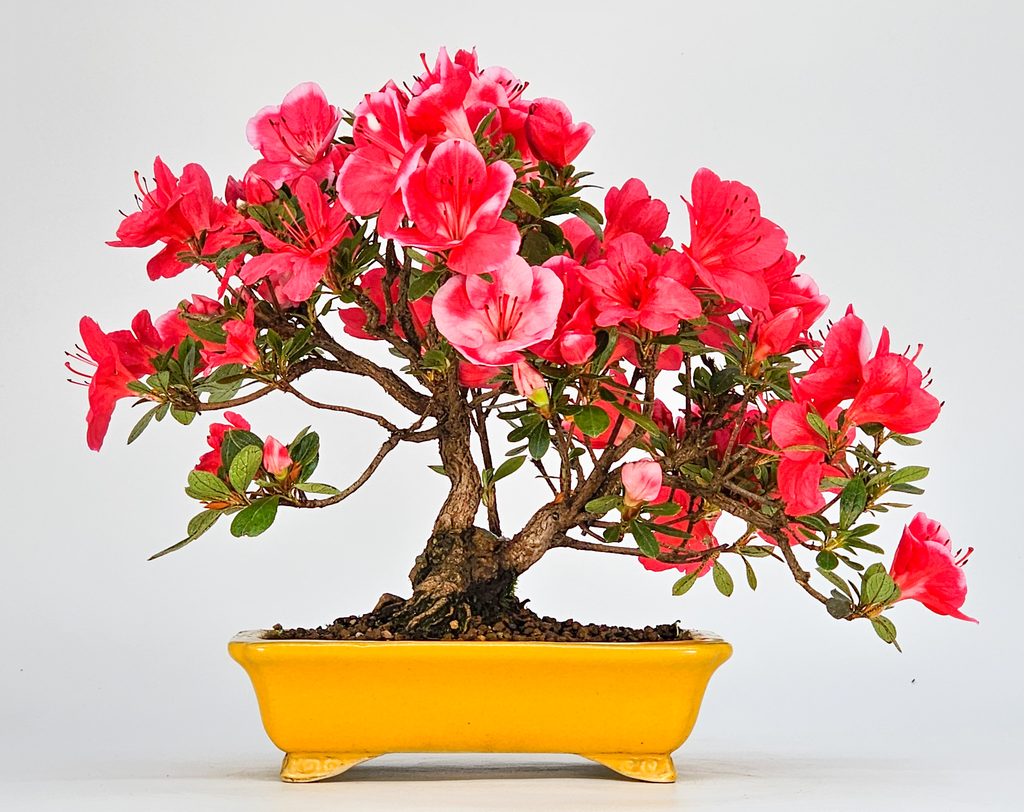Bonsai Azalee - Rhododendron indicum - Iwaiboshi  Shohin 17cm