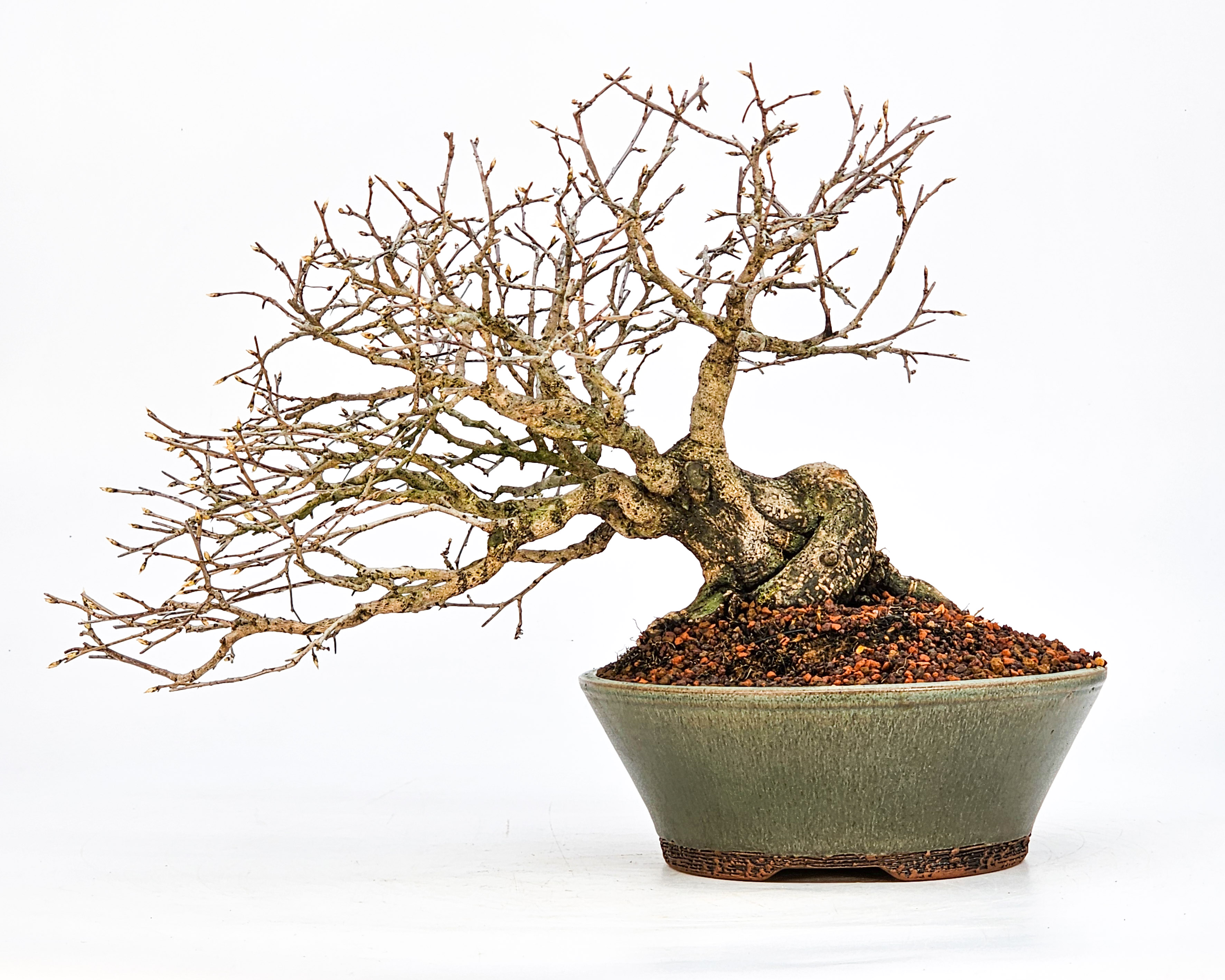 Bonsai Diospyros kaki Kakipflaume  Shohin 21cm Video!!