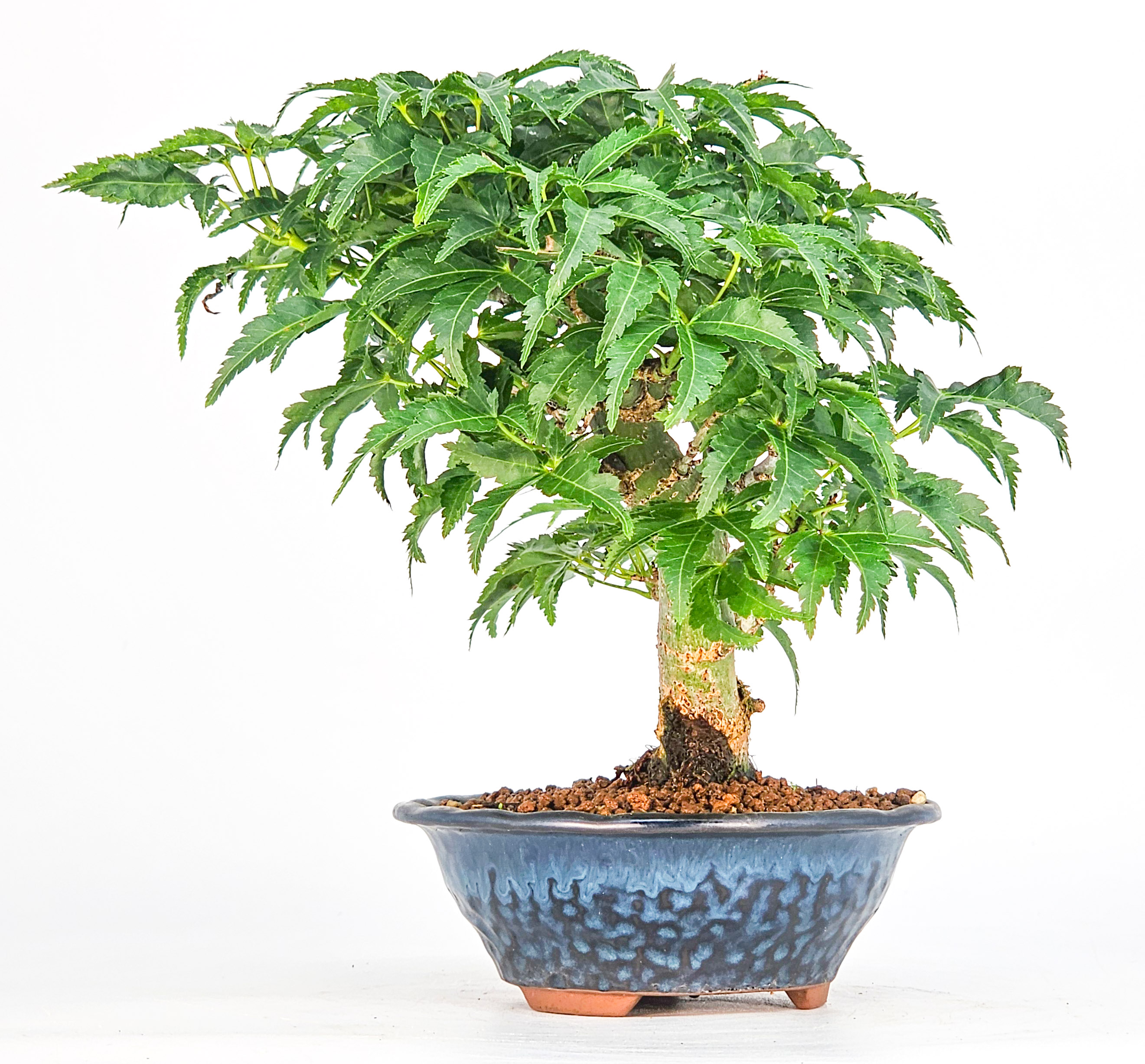 Bonsai Löwenkopfahorn- Acer palmatum Shishigashira Shohin 13cm