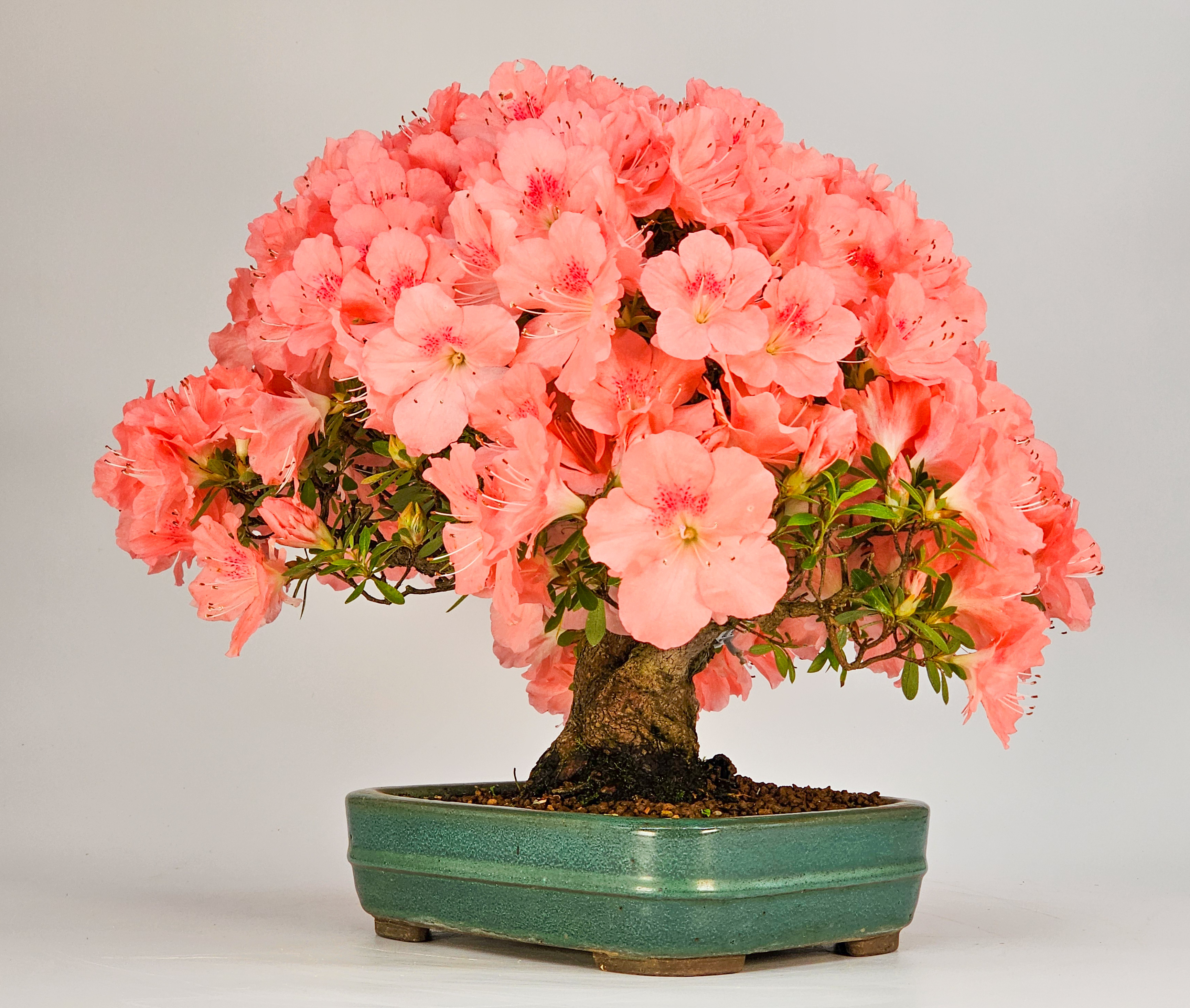 Bonsai Azalee - Rhododendron indicum - Wakaebisu 27cm Video!!