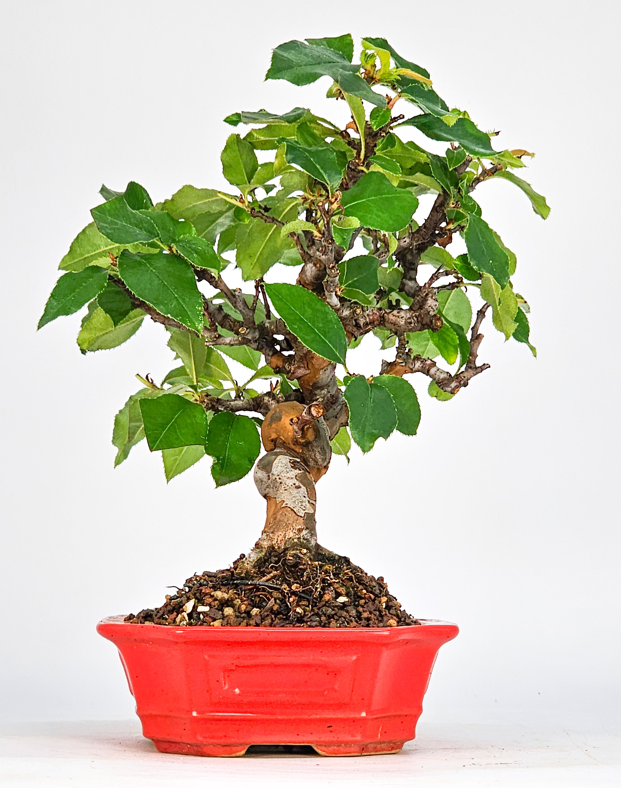 Bonsai Quitte - Pseudocydonia sinensis Shohin 19cm