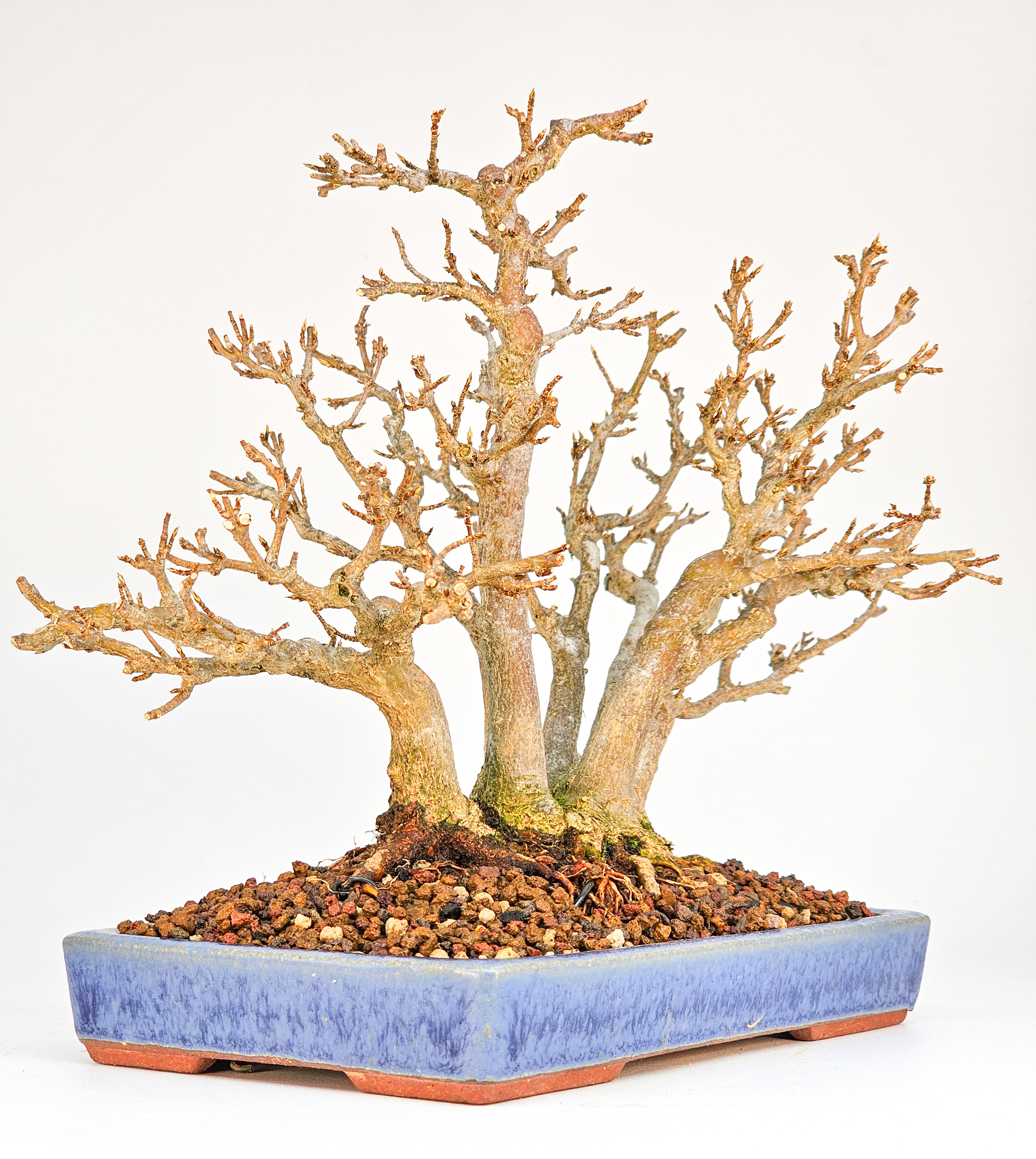 Bonsai Dreispitzahorn - Acer buergerianum Shohin 17cm
